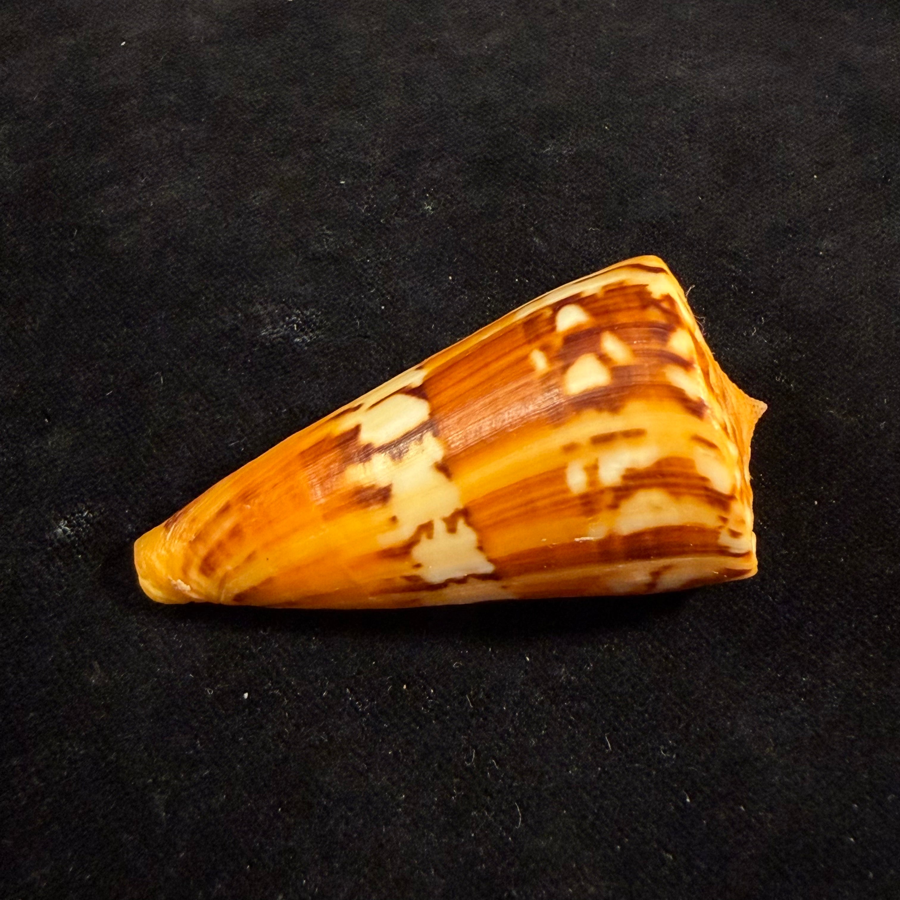 Conus riosi Petuch, 1986 - 60,9mm
