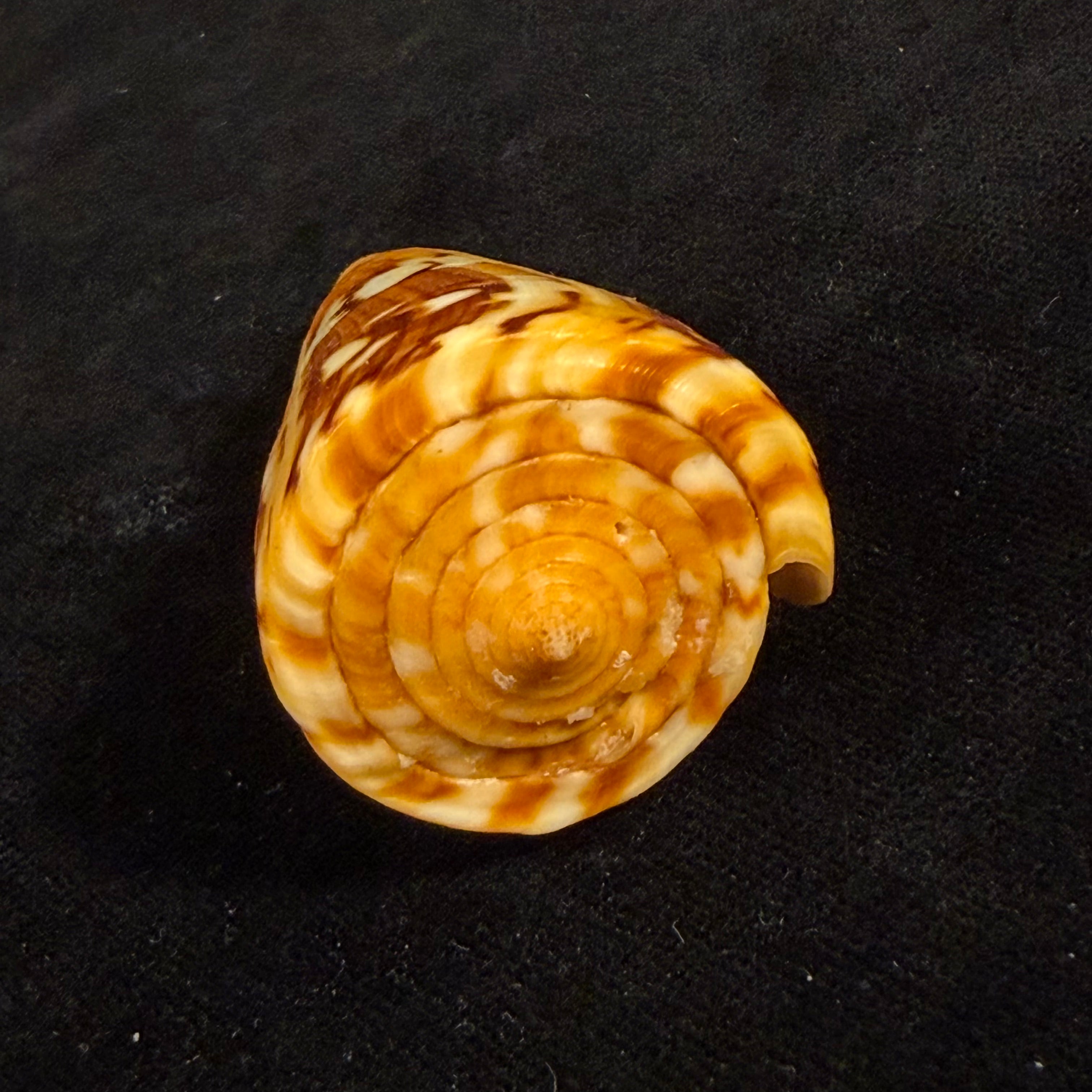 Conus riosi Petuch, 1986 - 60,9mm