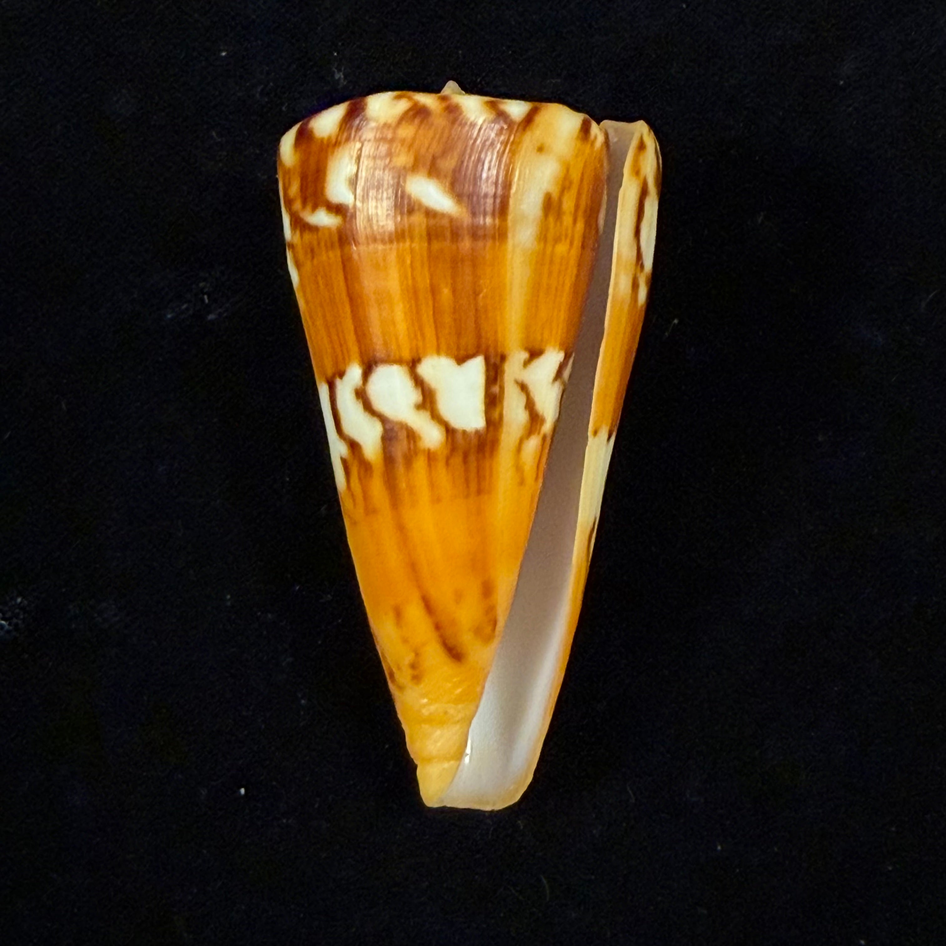 Conus riosi Petuch, 1986 - 60,9mm