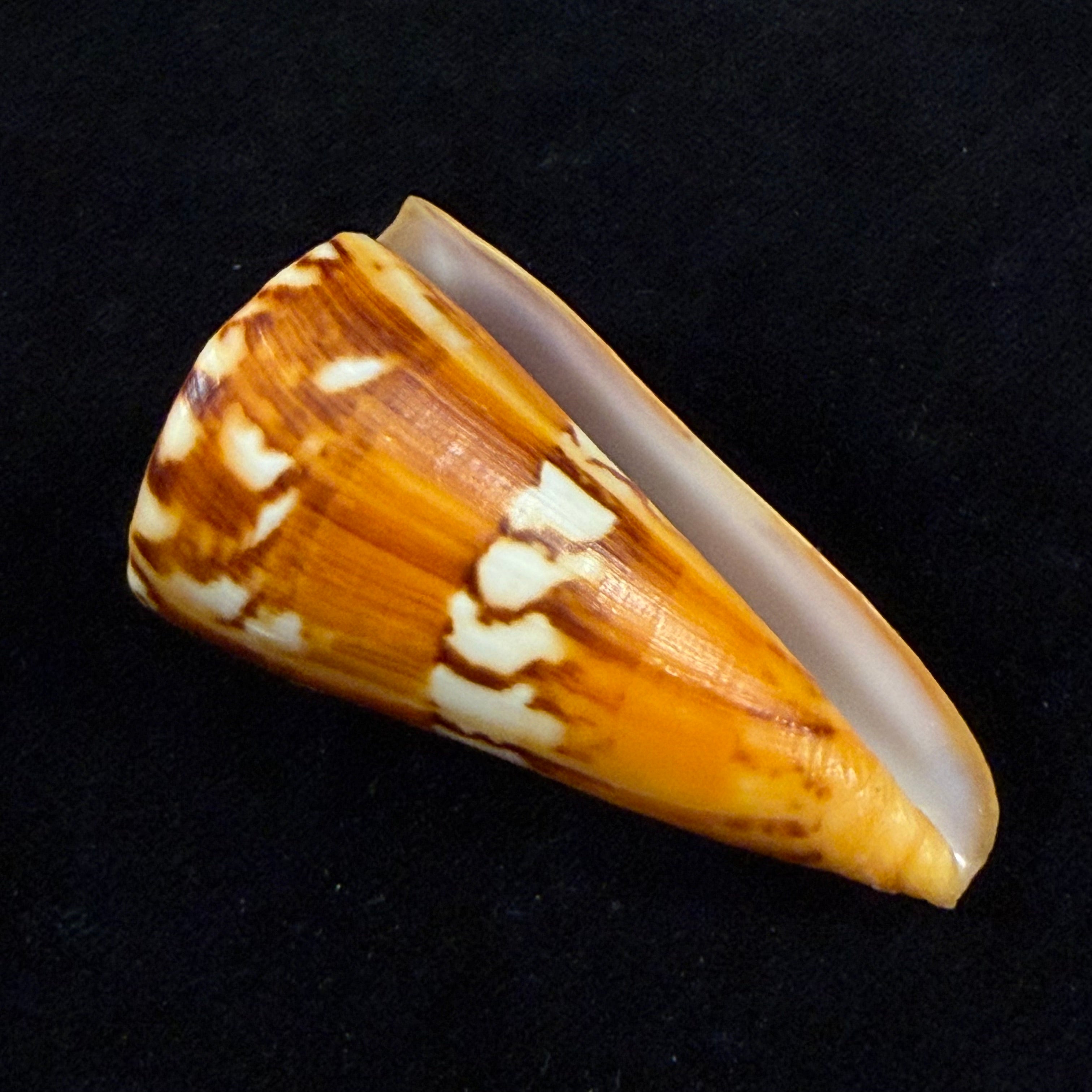 Conus riosi Petuch, 1986 - 60,9mm