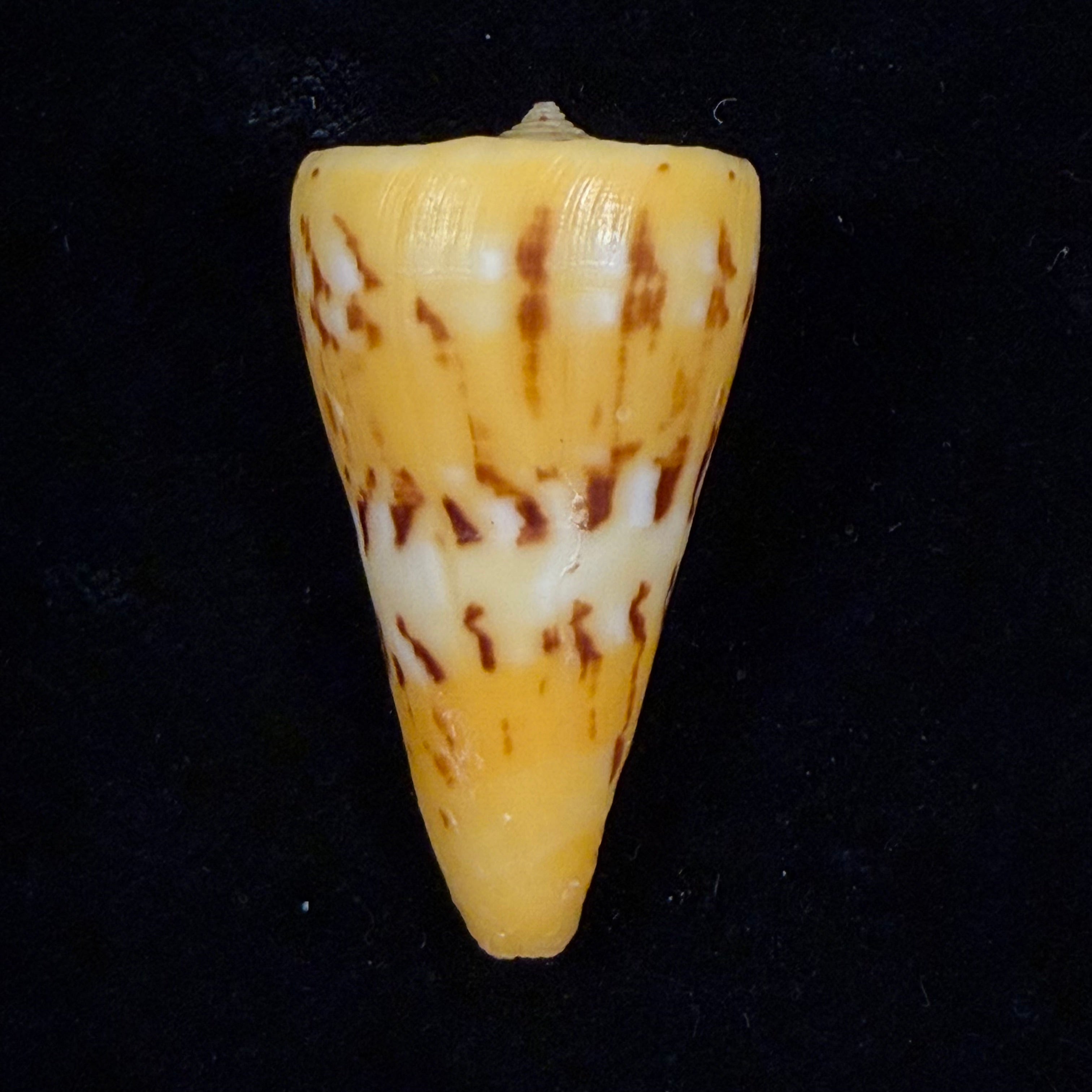 Conus riosi Petuch, 1986 - 44,7mm