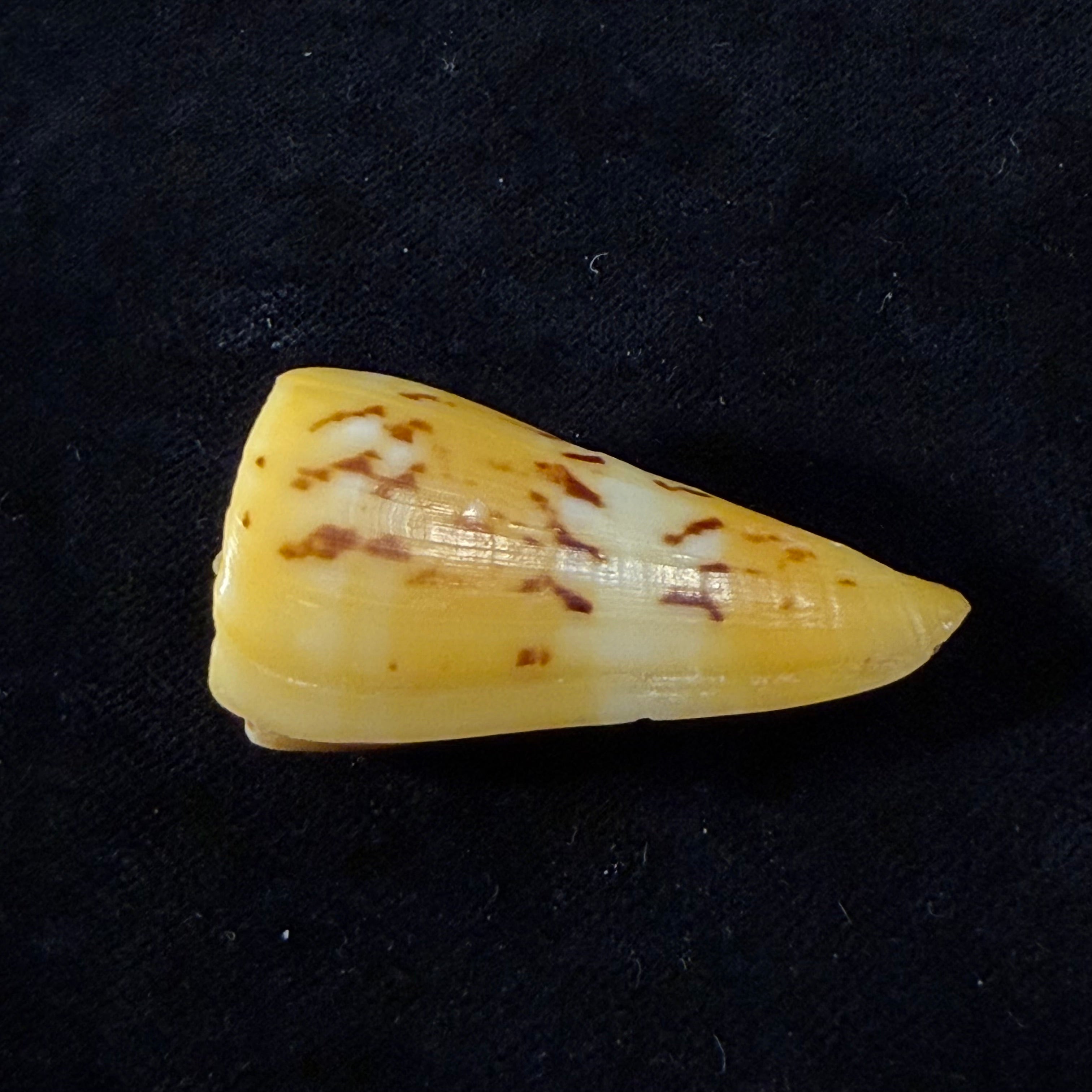 Conus riosi Petuch, 1986 - 44,7mm