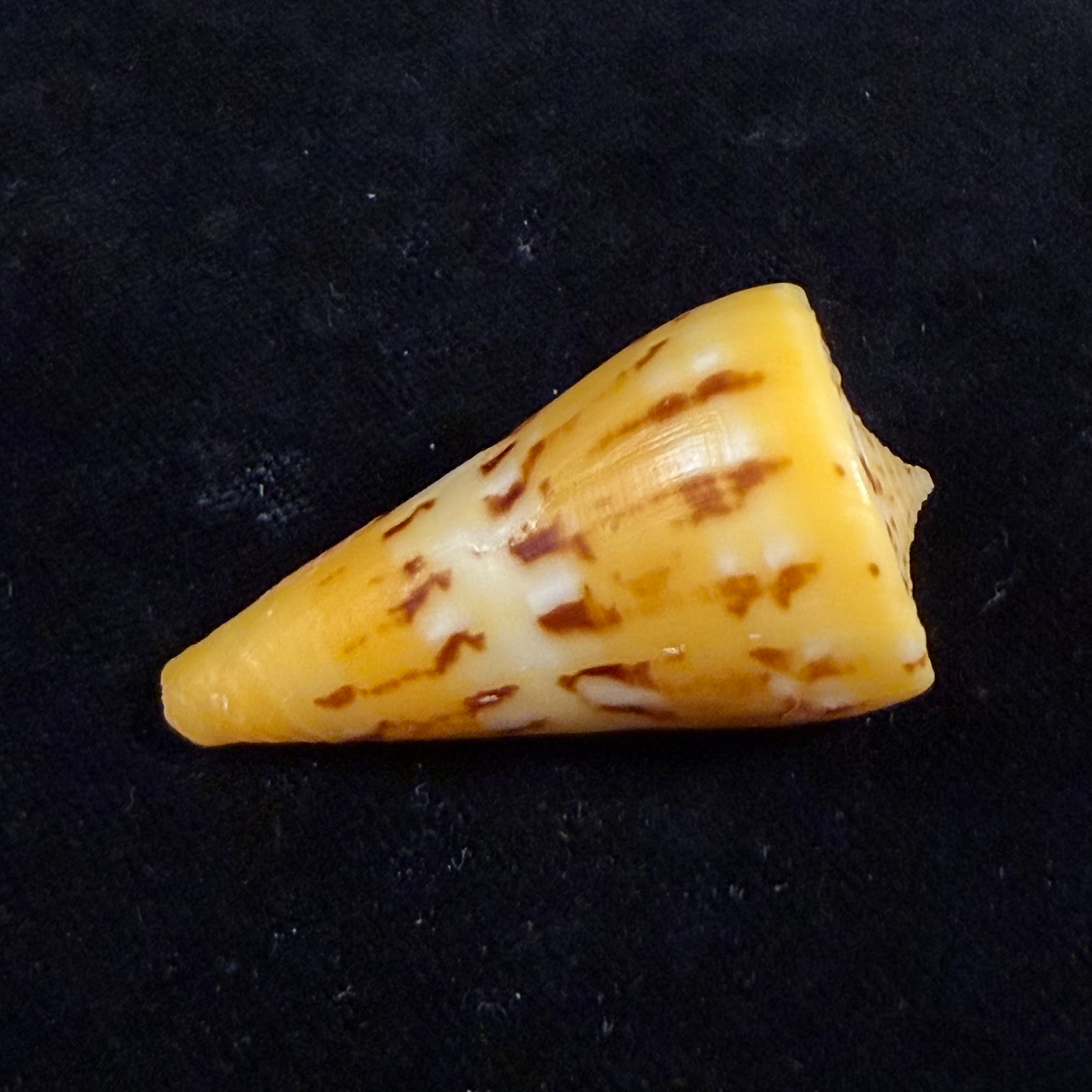 Conus riosi Petuch, 1986 - 44,7mm