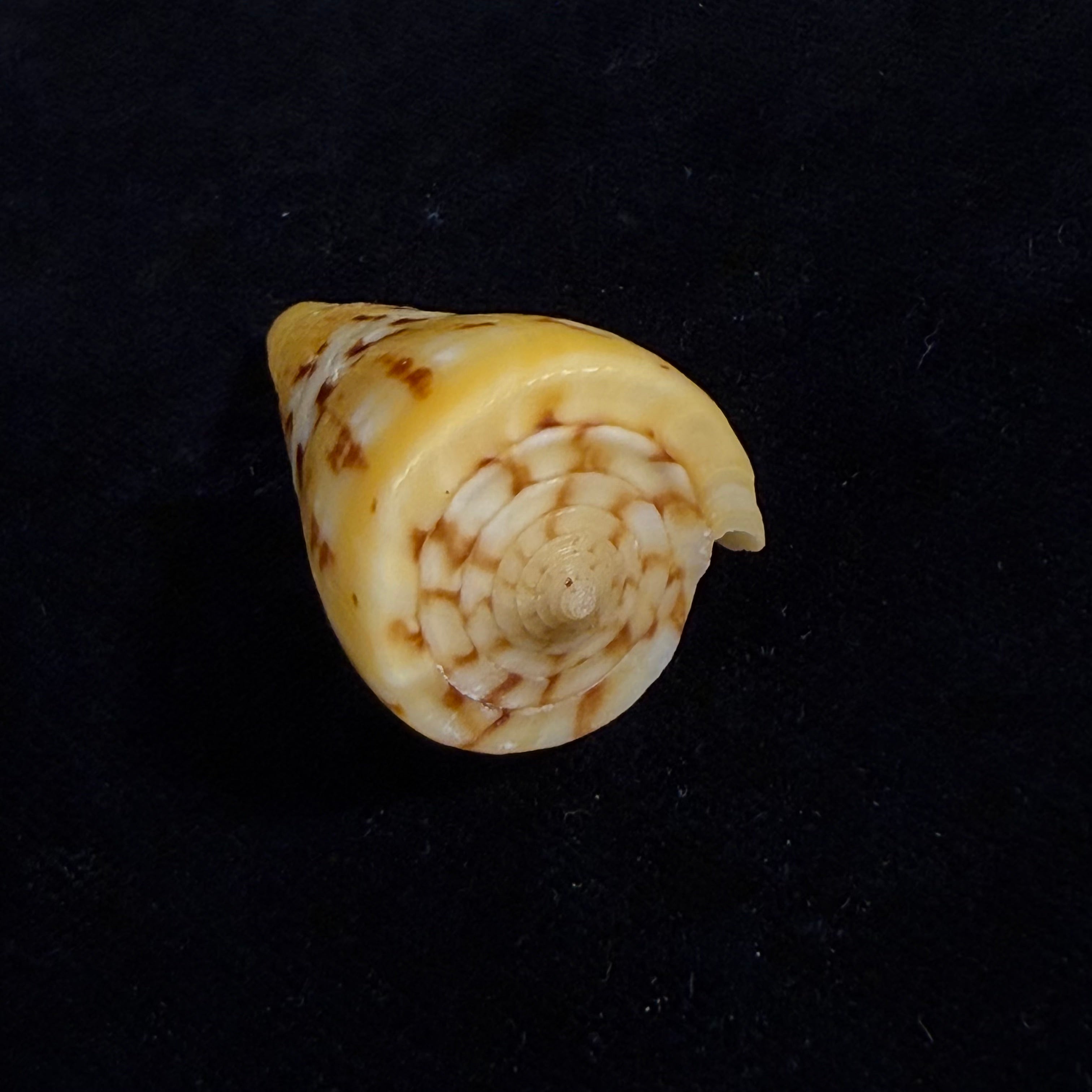 Conus riosi Petuch, 1986 - 44,7mm