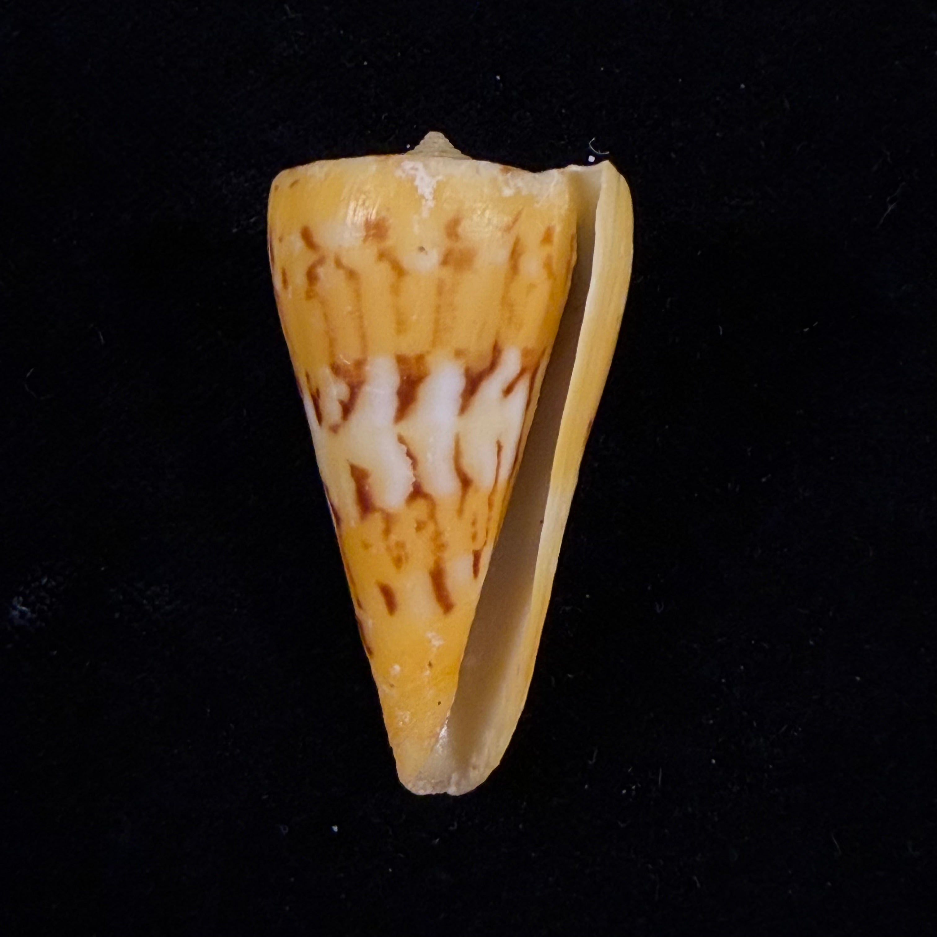 Conus riosi Petuch, 1986 - 44,7mm