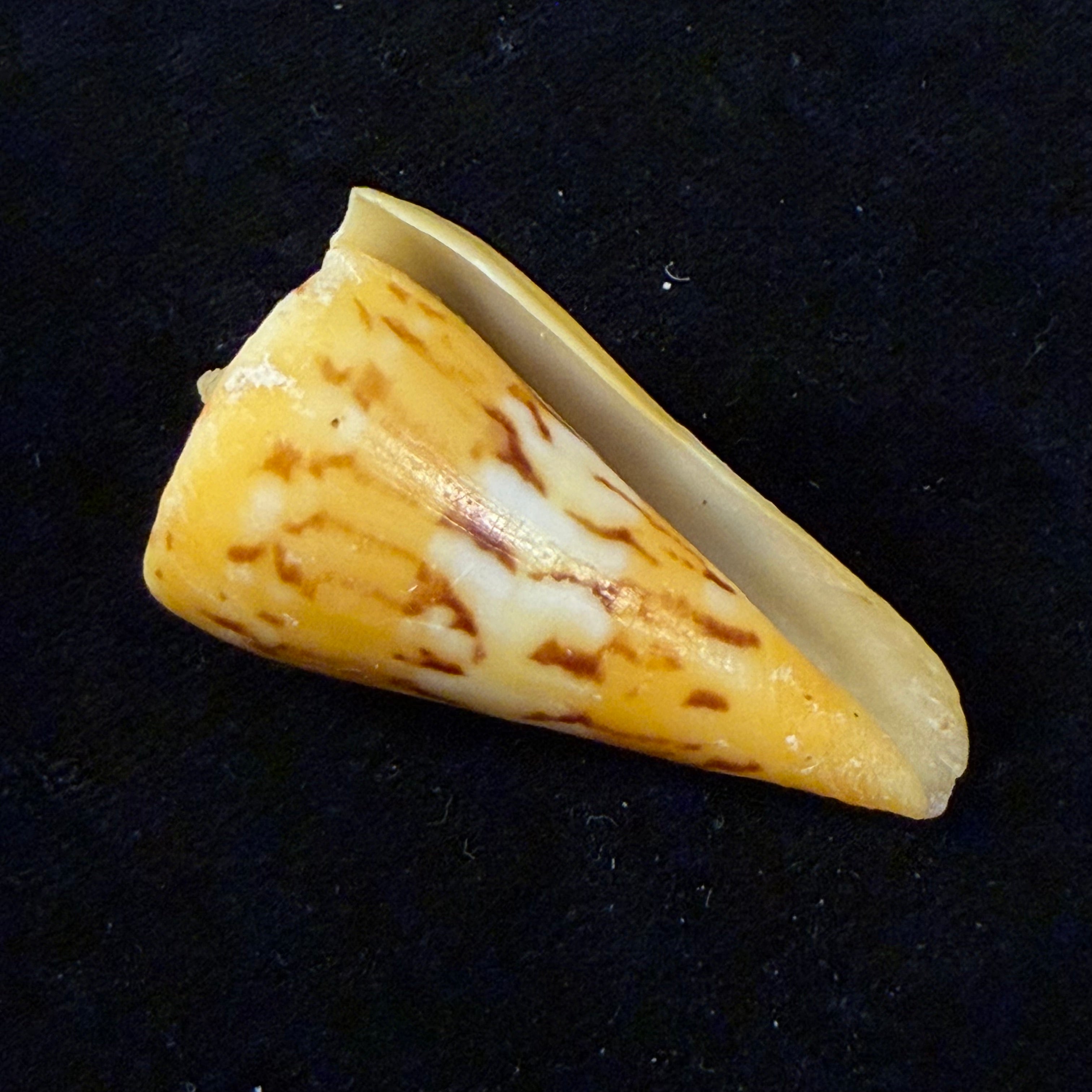 Conus riosi Petuch, 1986 - 44,7mm