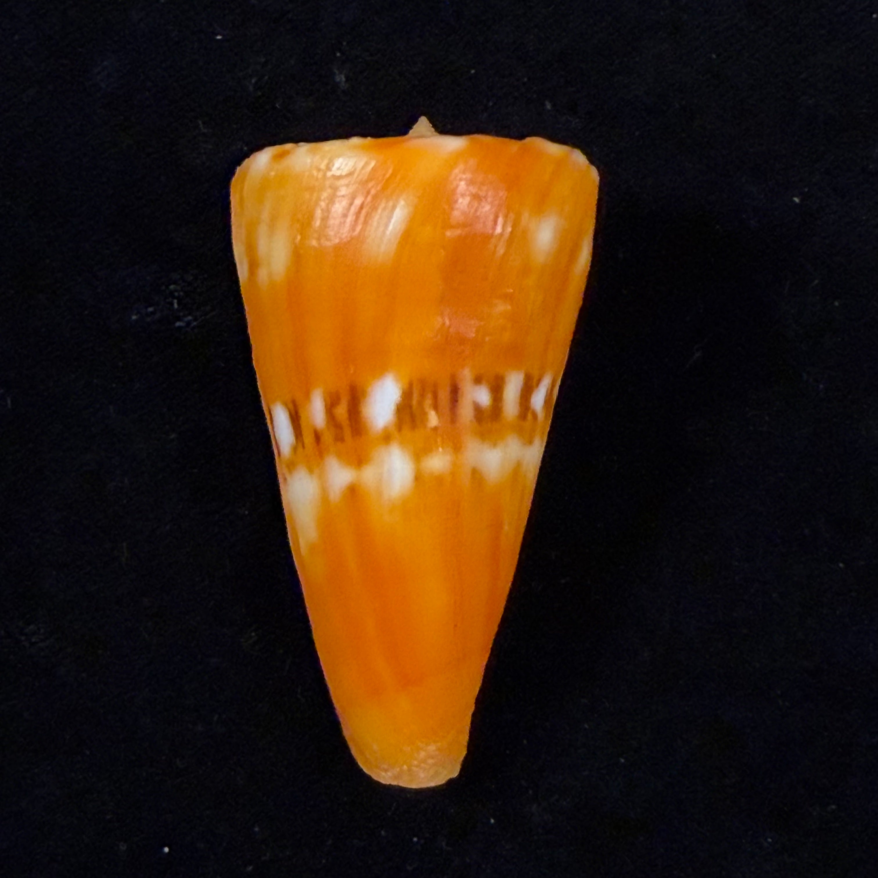 Conus riosi Petuch, 1986 - 53mm