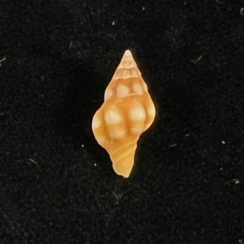 Pustulatirus biocellatus Lyons & Snyder, 2013 - 16,2mm