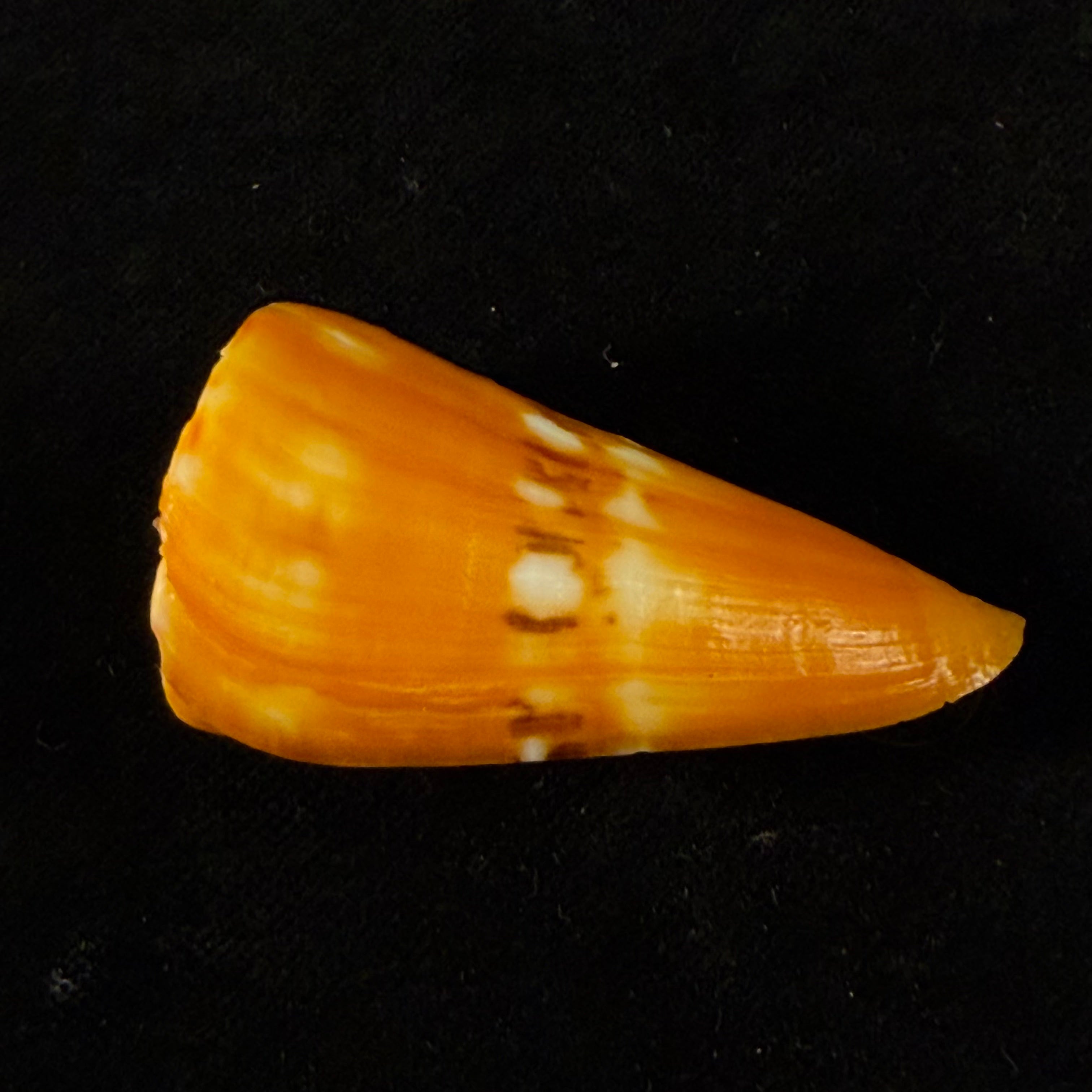Conus riosi Petuch, 1986 - 53mm