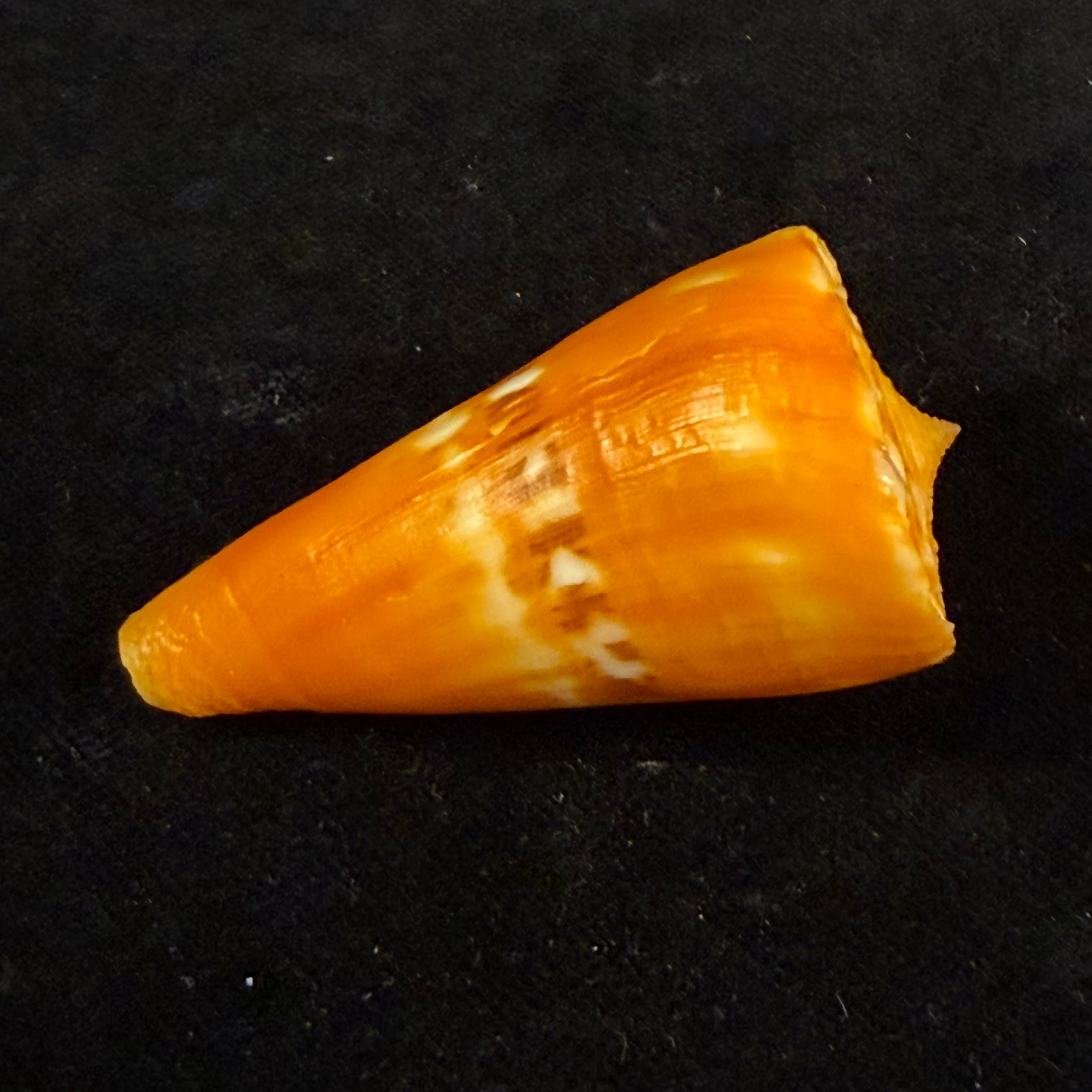 Conus riosi Petuch, 1986 - 53mm