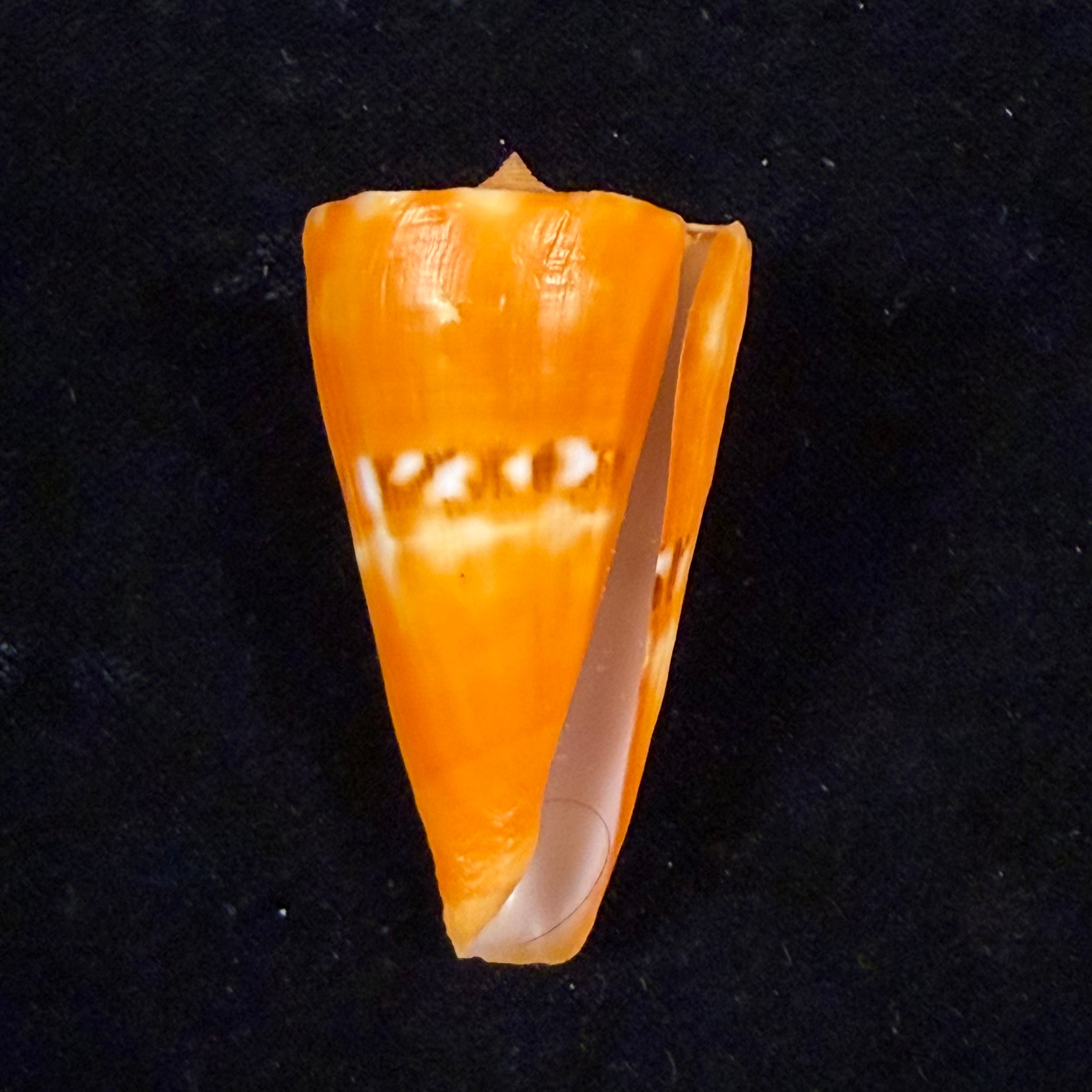 Conus riosi Petuch, 1986 - 53mm