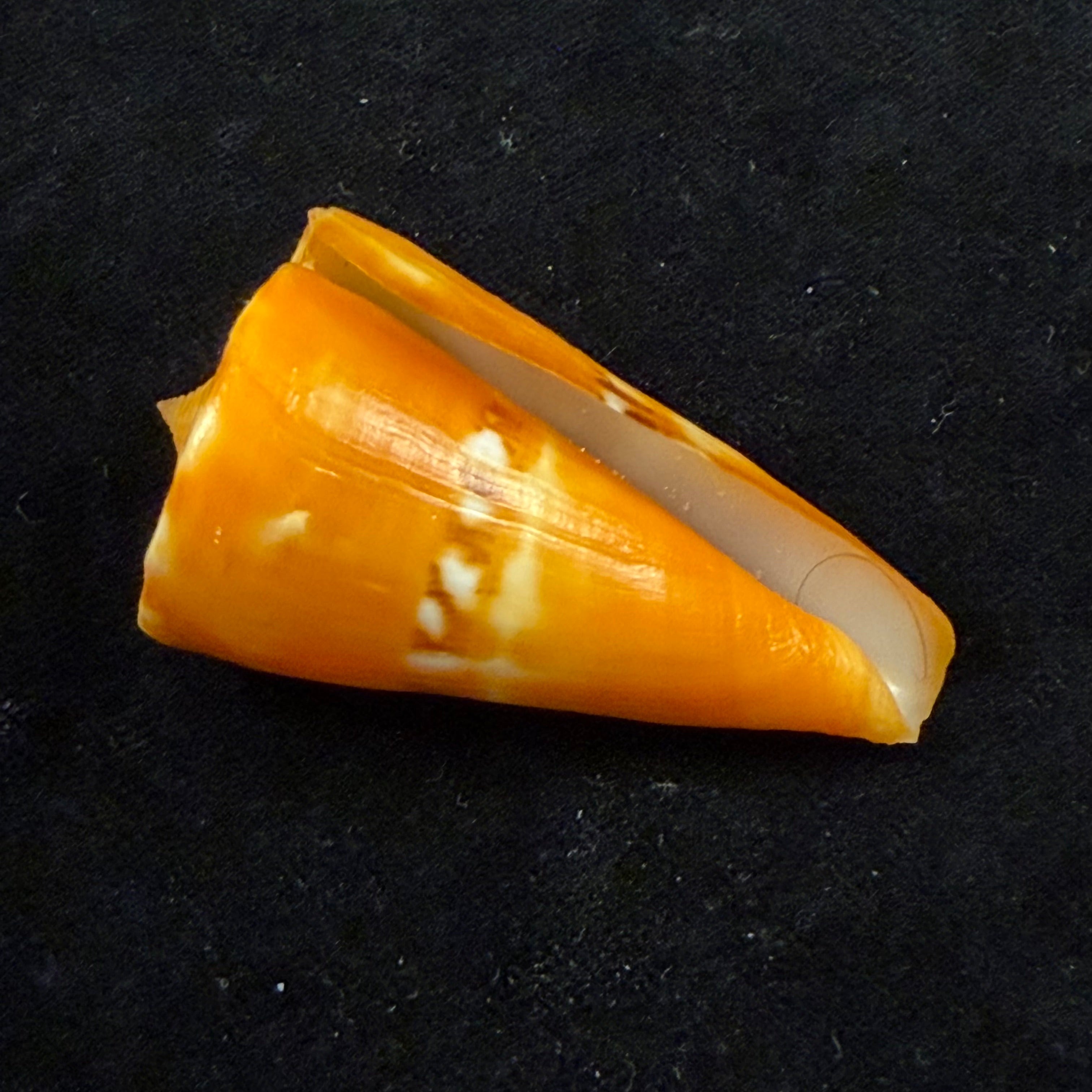 Conus riosi Petuch, 1986 - 53mm