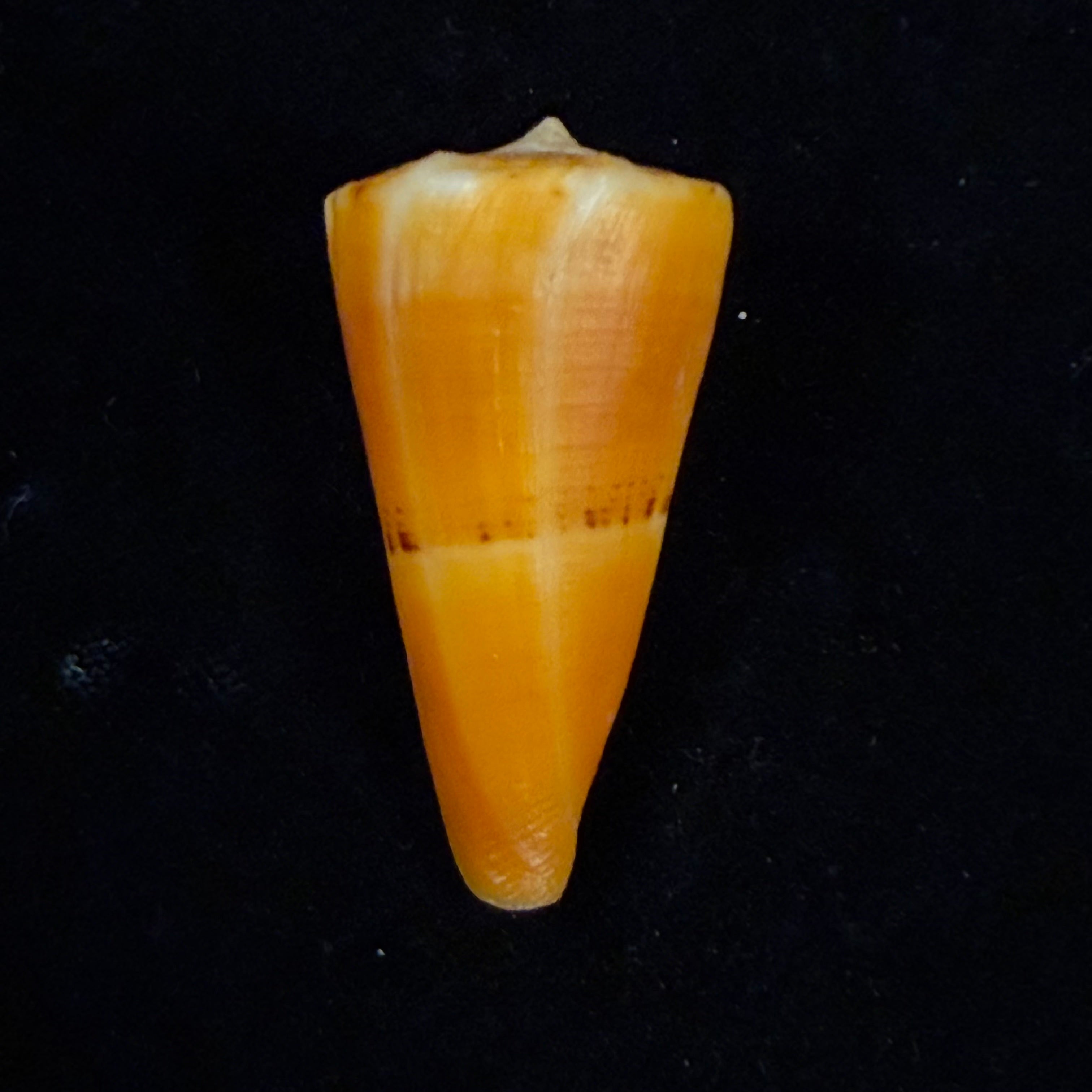 Conus worki Petuch, 1998 - 48,6mm