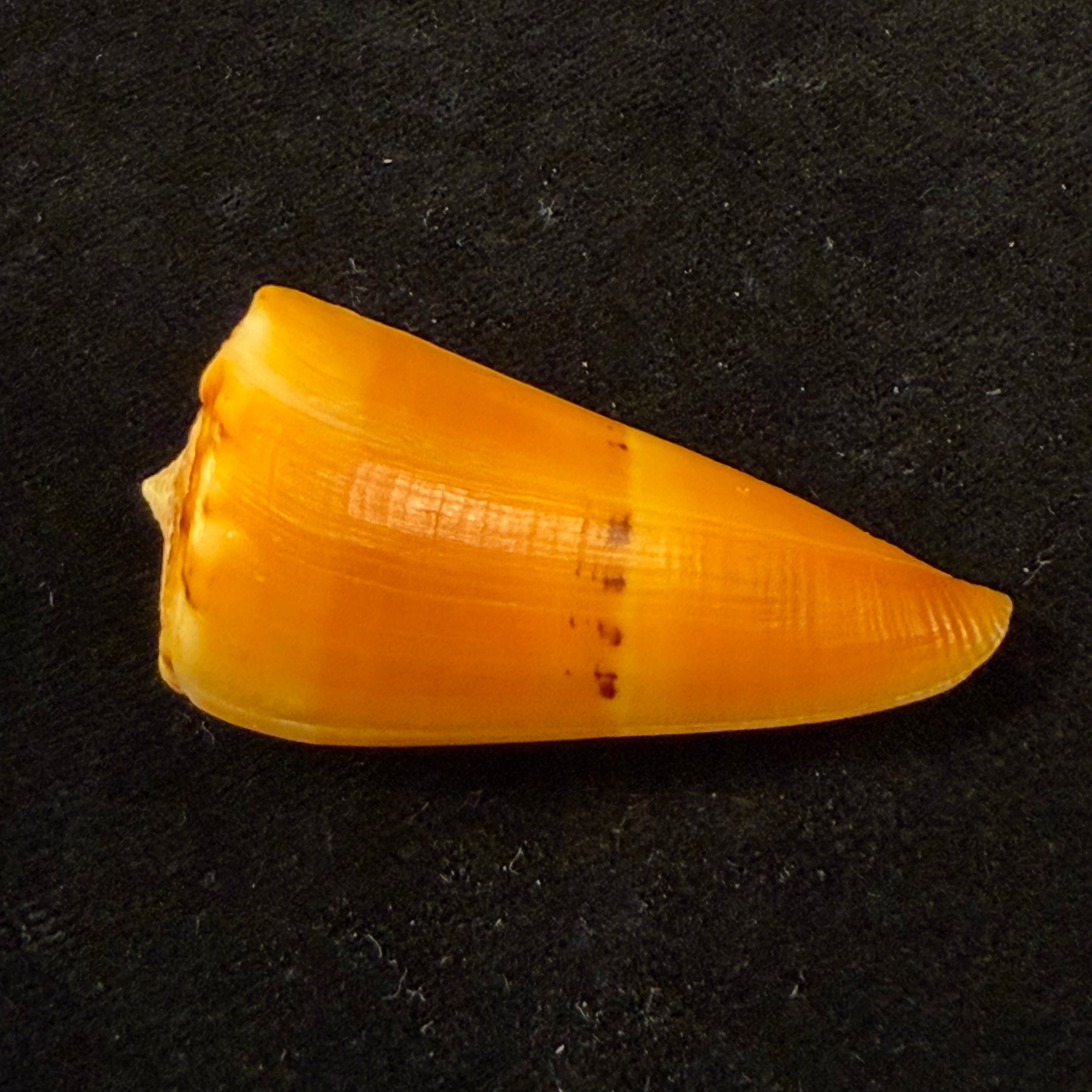 Conus worki Petuch, 1998 - 48,6mm