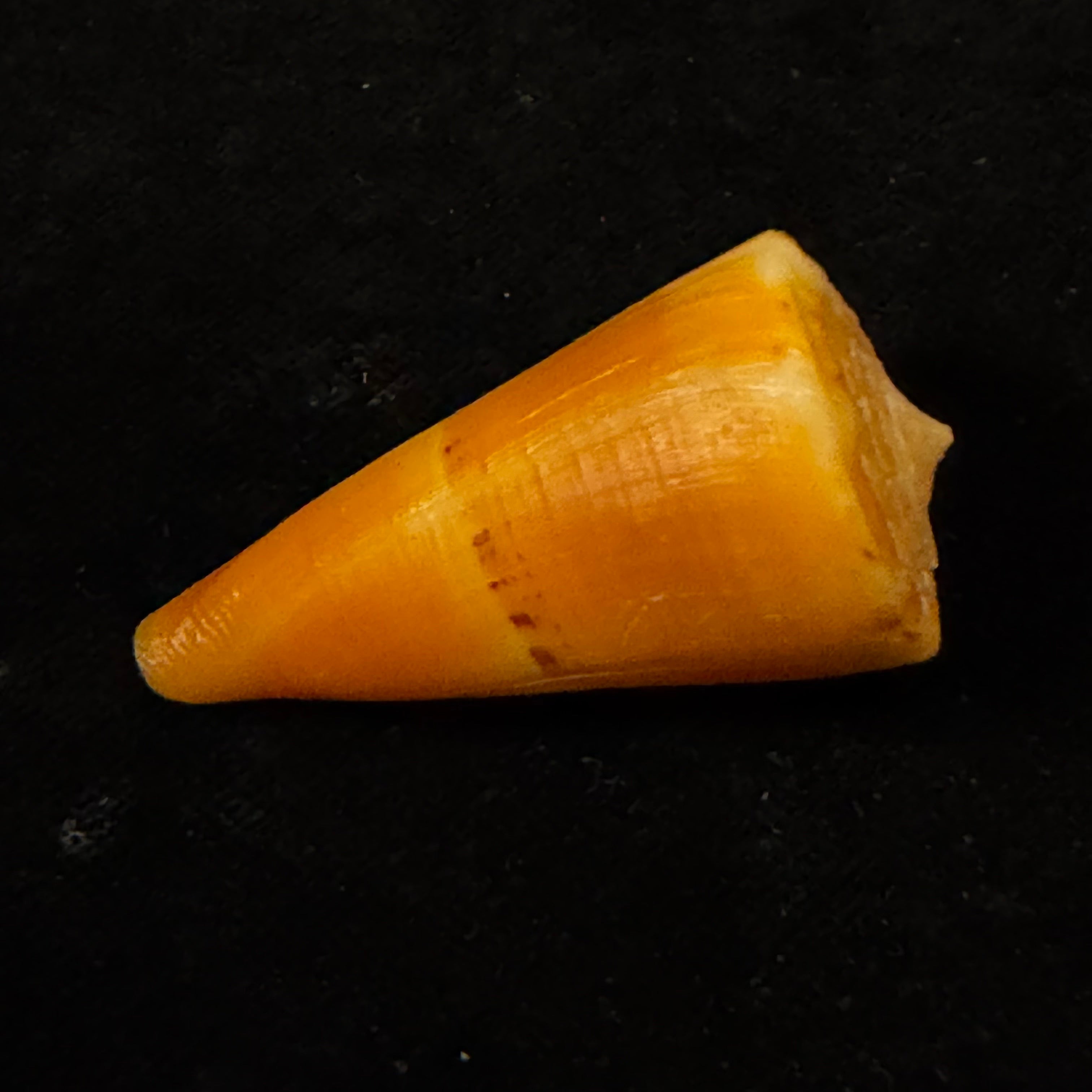 Conus worki Petuch, 1998 - 48,6mm