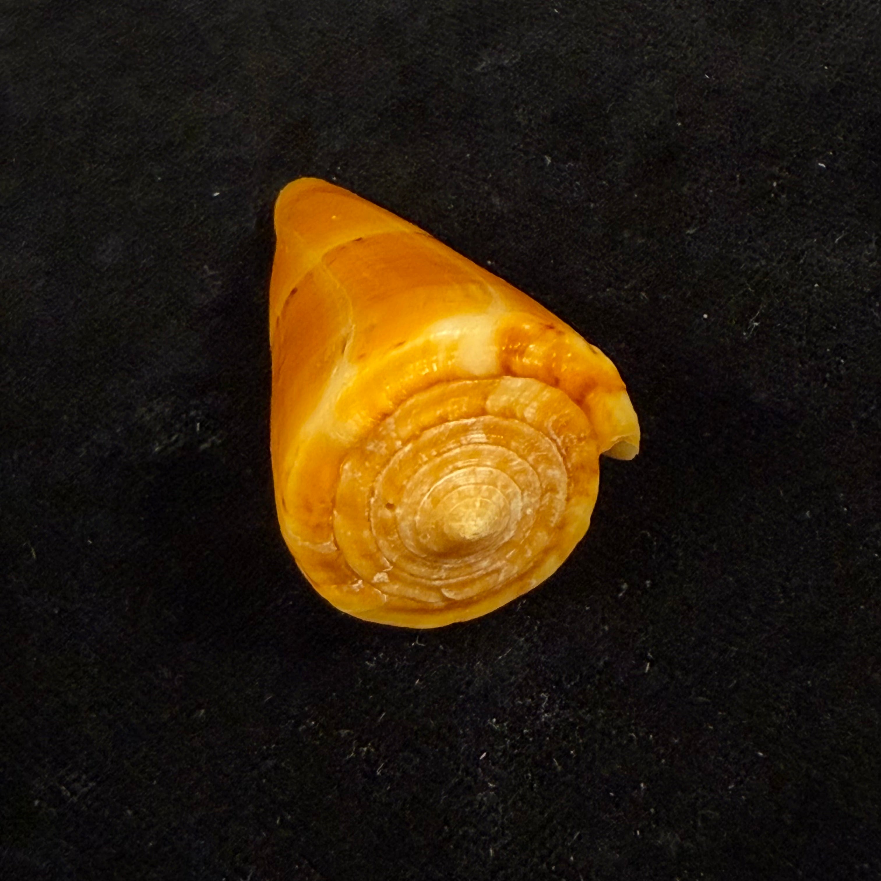 Conus worki Petuch, 1998 - 48,6mm