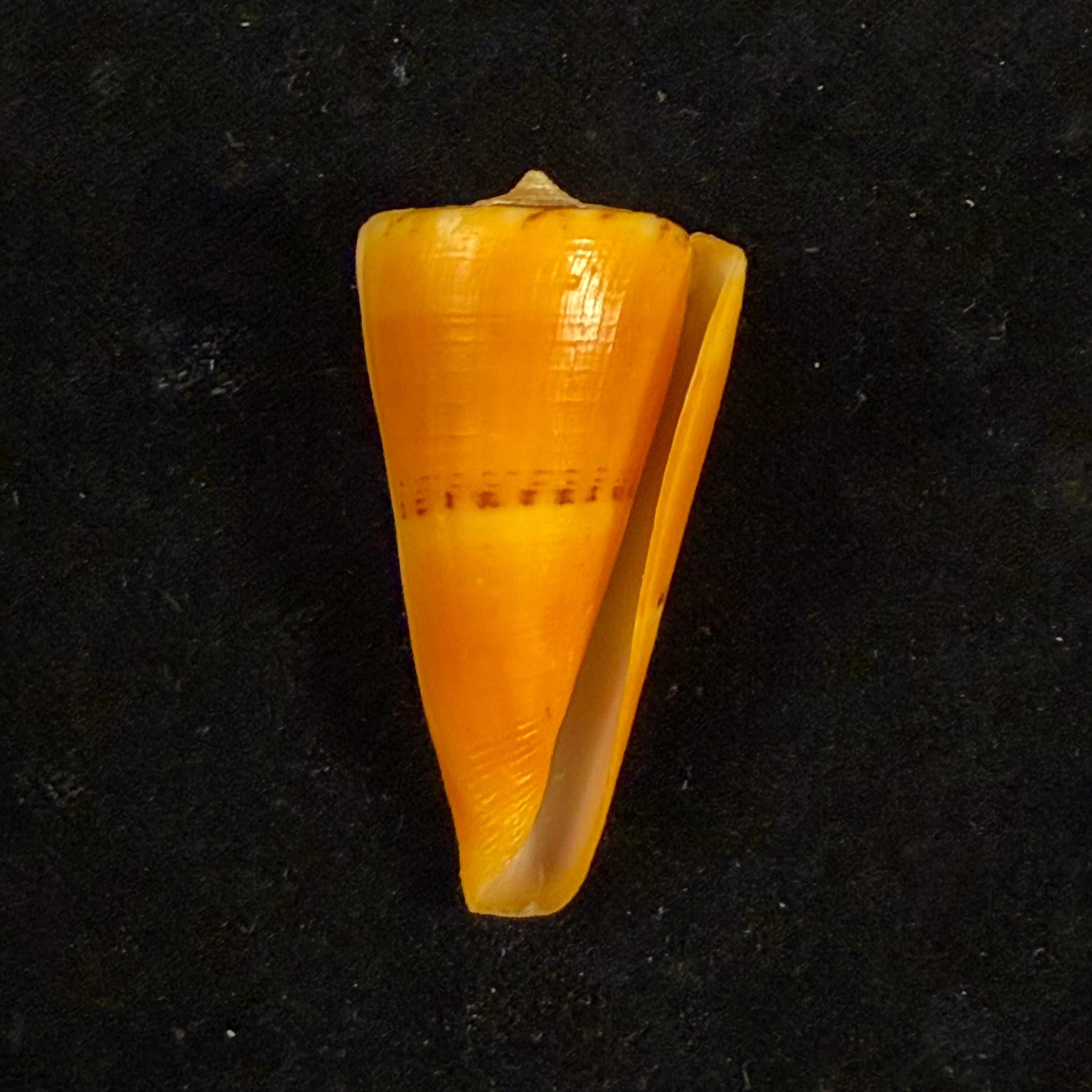 Conus worki Petuch, 1998 - 48,6mm