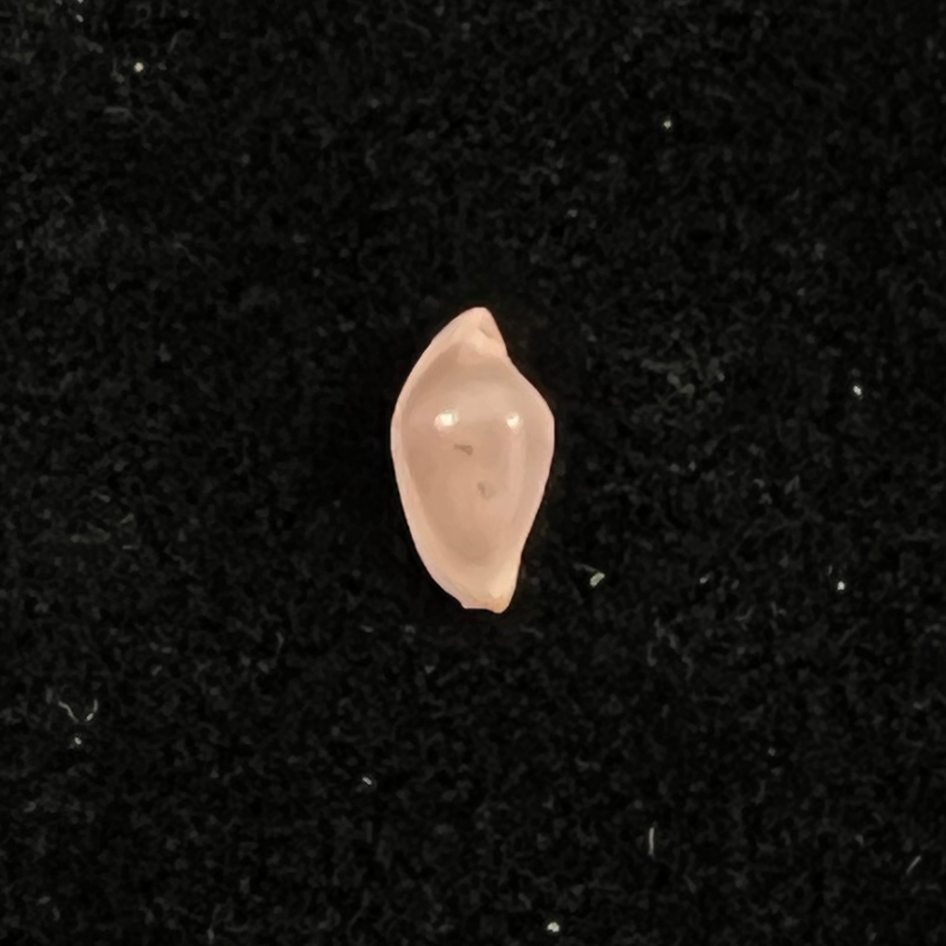 Cuspivolva cuspis (C. N. Cate, 1973) - 7,8mm