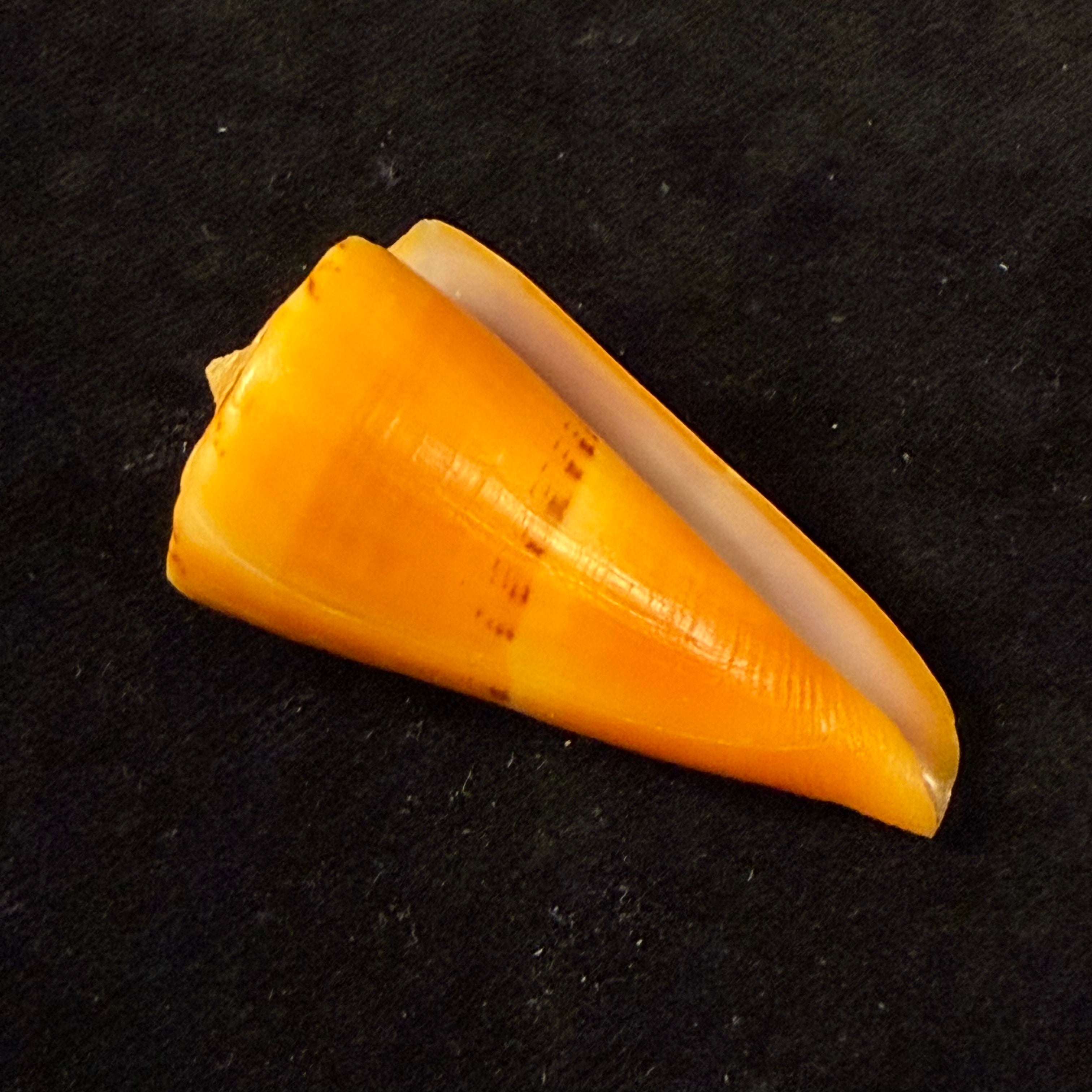 Conus worki Petuch, 1998 - 48,6mm