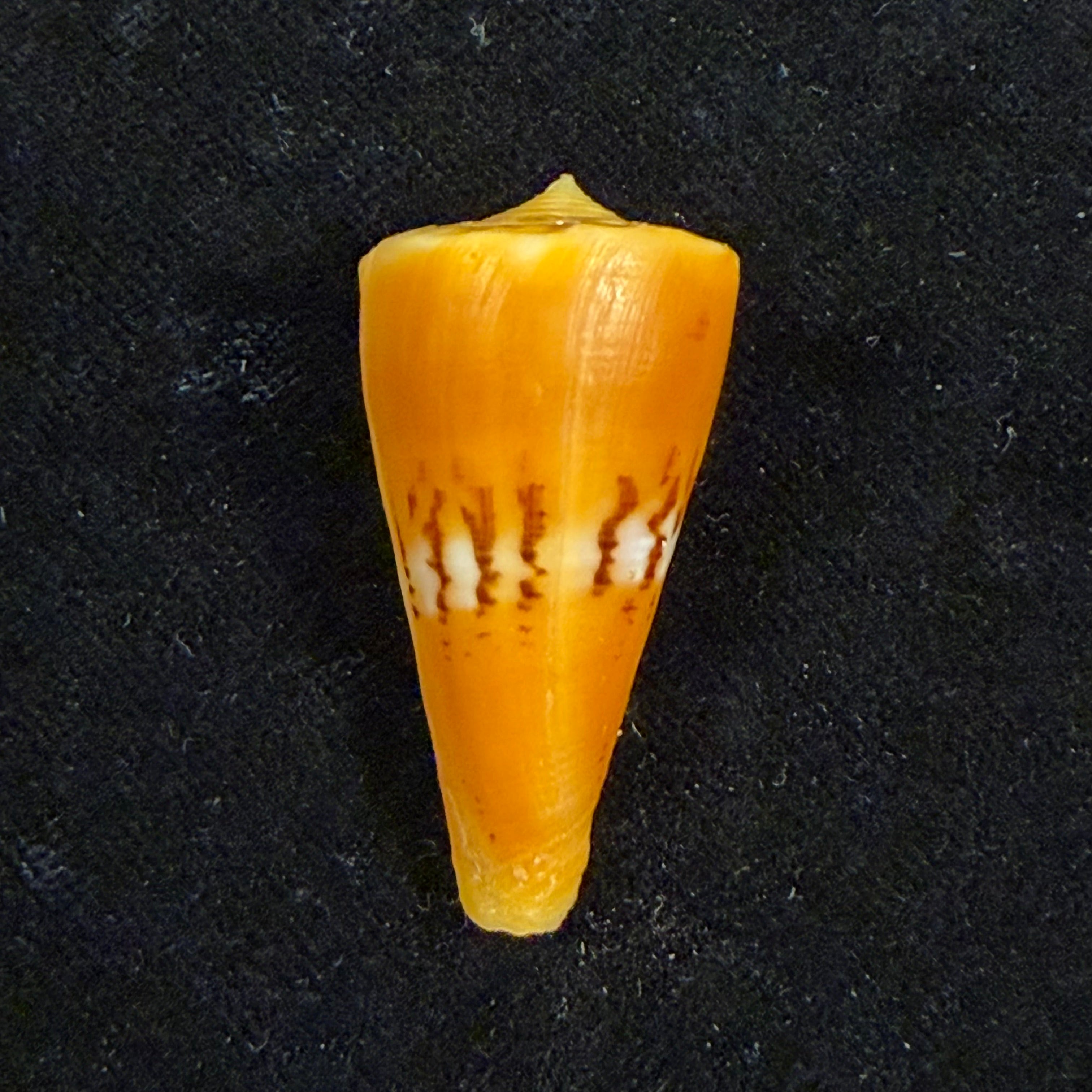 Conus worki Petuch, 1998 - 41,6mm