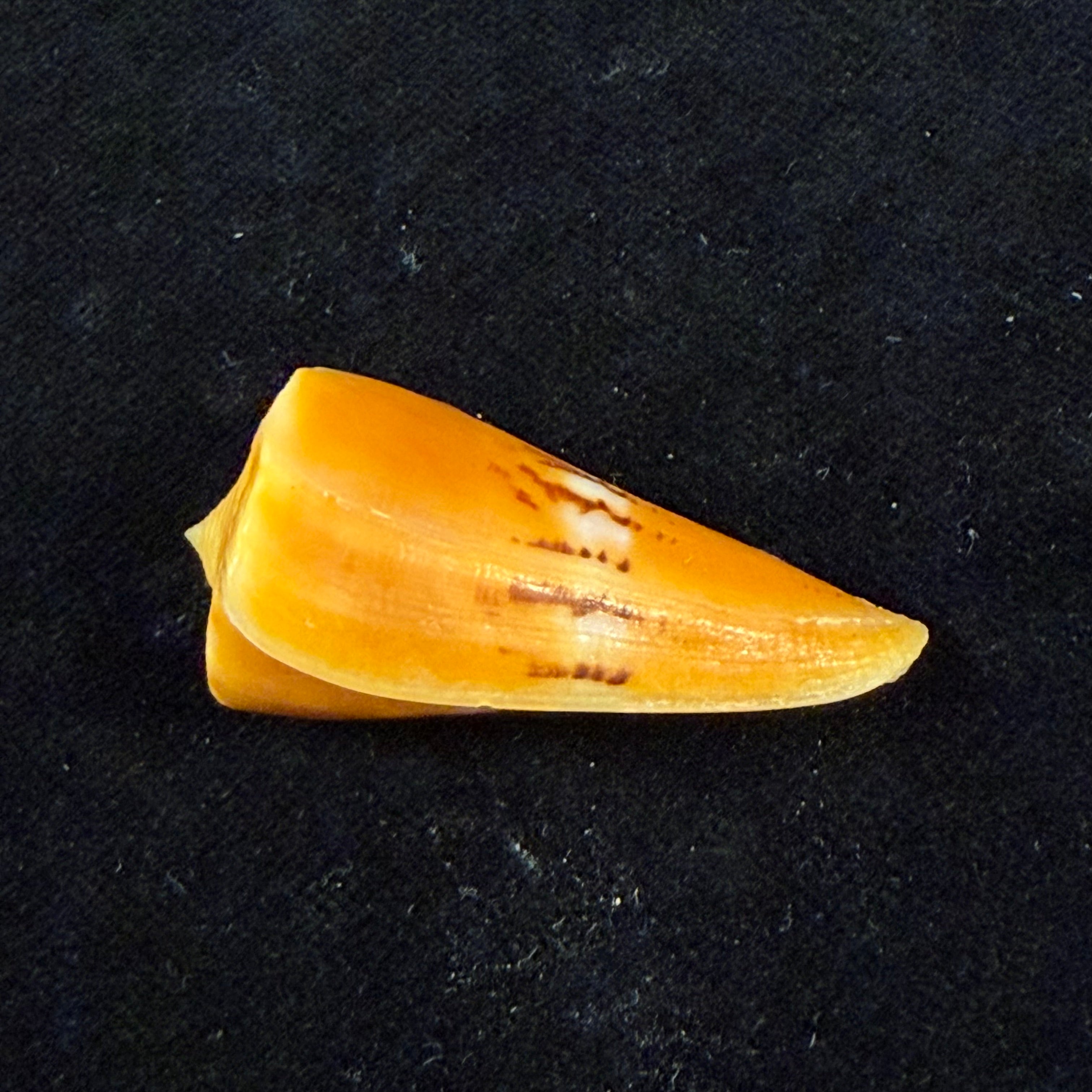 Conus worki Petuch, 1998 - 41,6mm