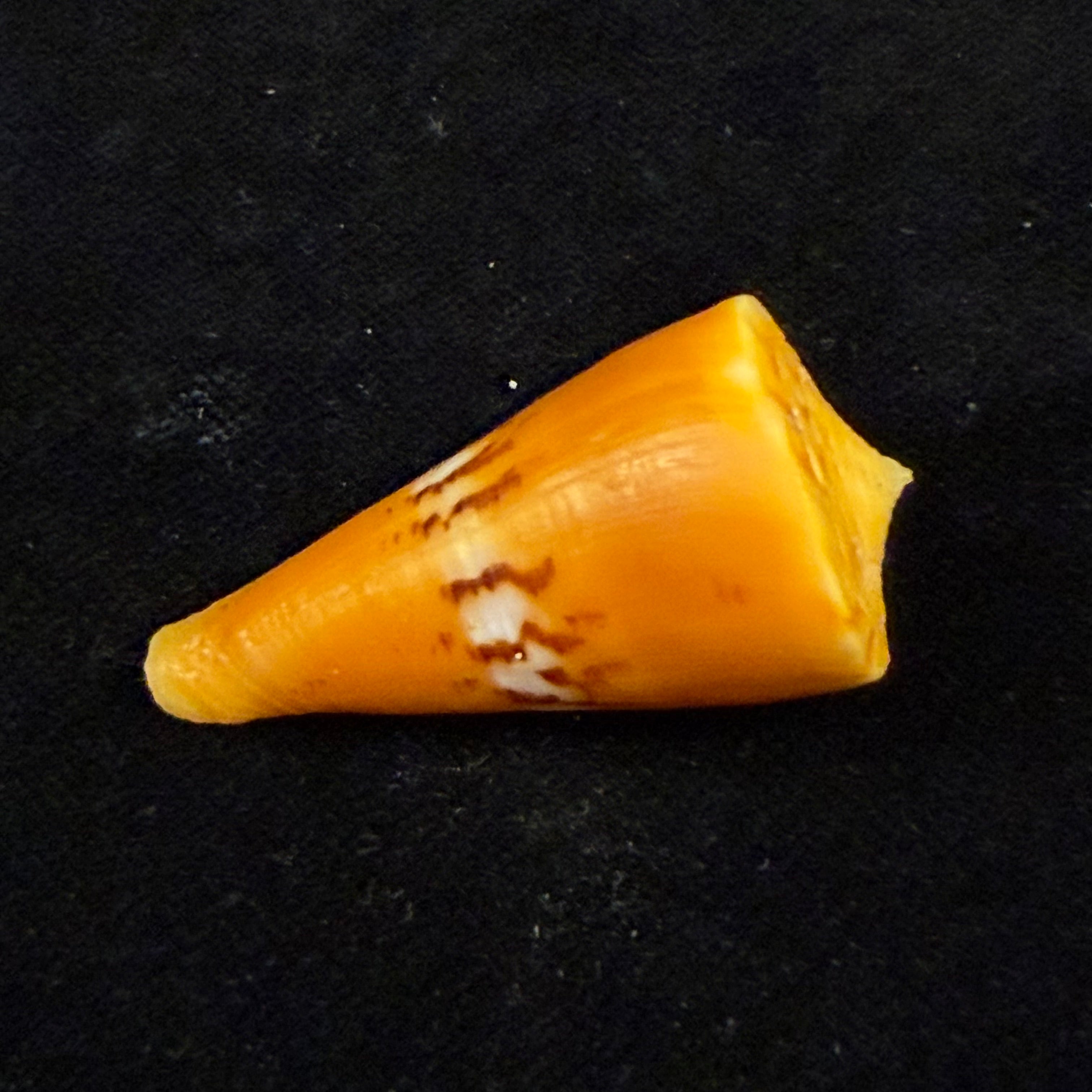 Conus worki Petuch, 1998 - 41,6mm