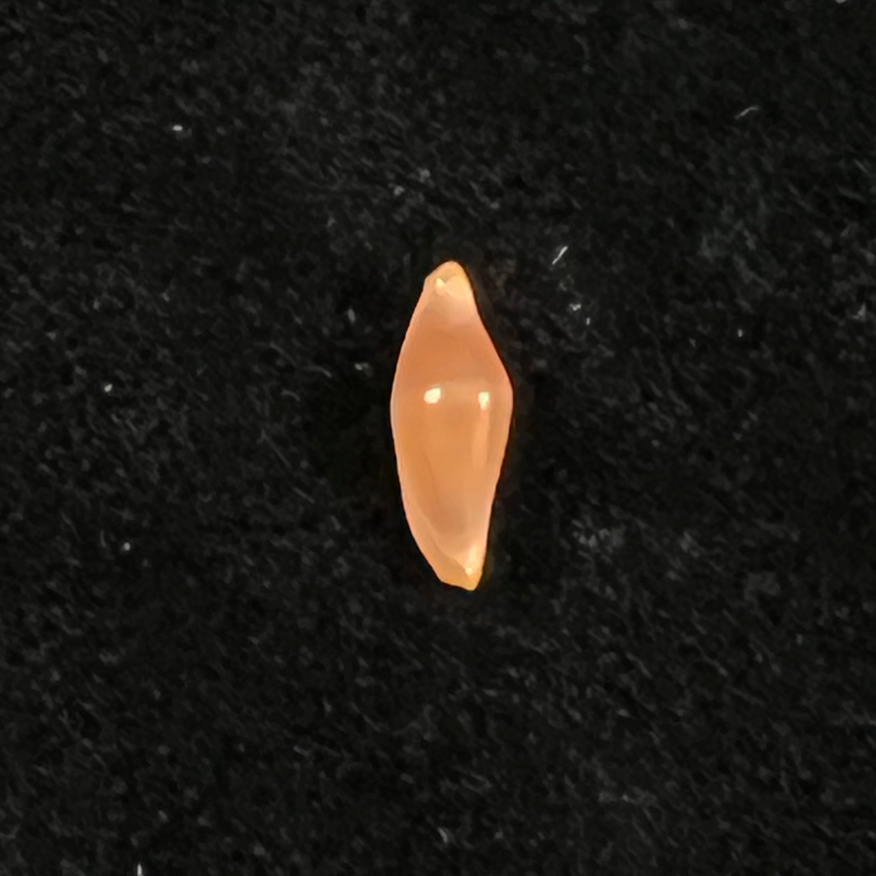 Crenavolva traillii (A. Adams, 1856) - 10,6mm