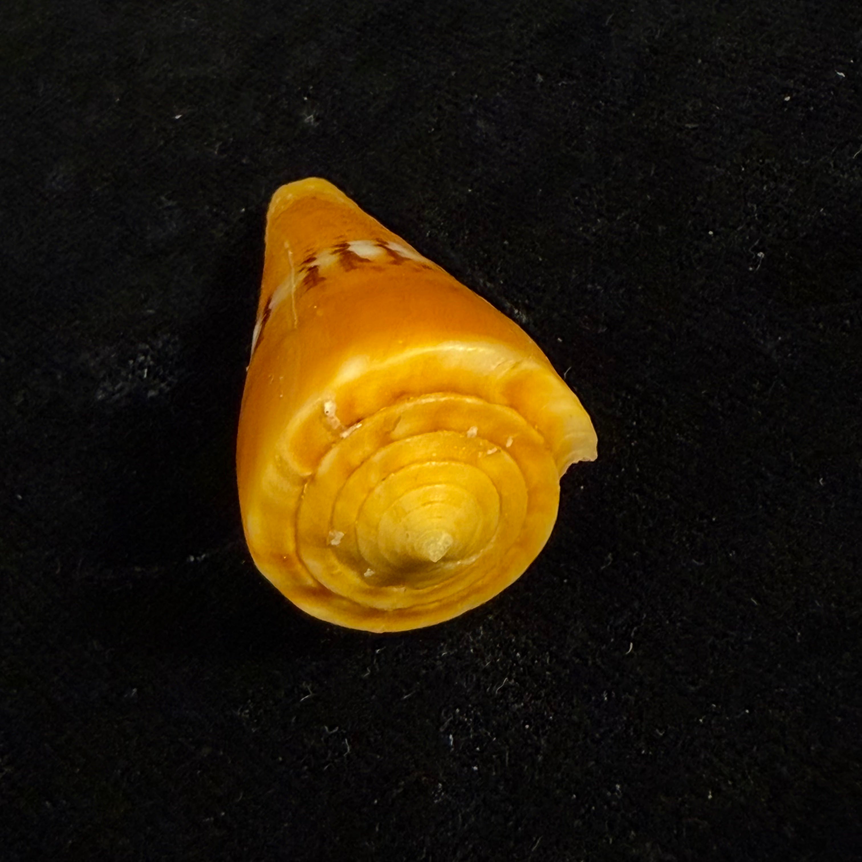 Conus worki Petuch, 1998 - 41,6mm