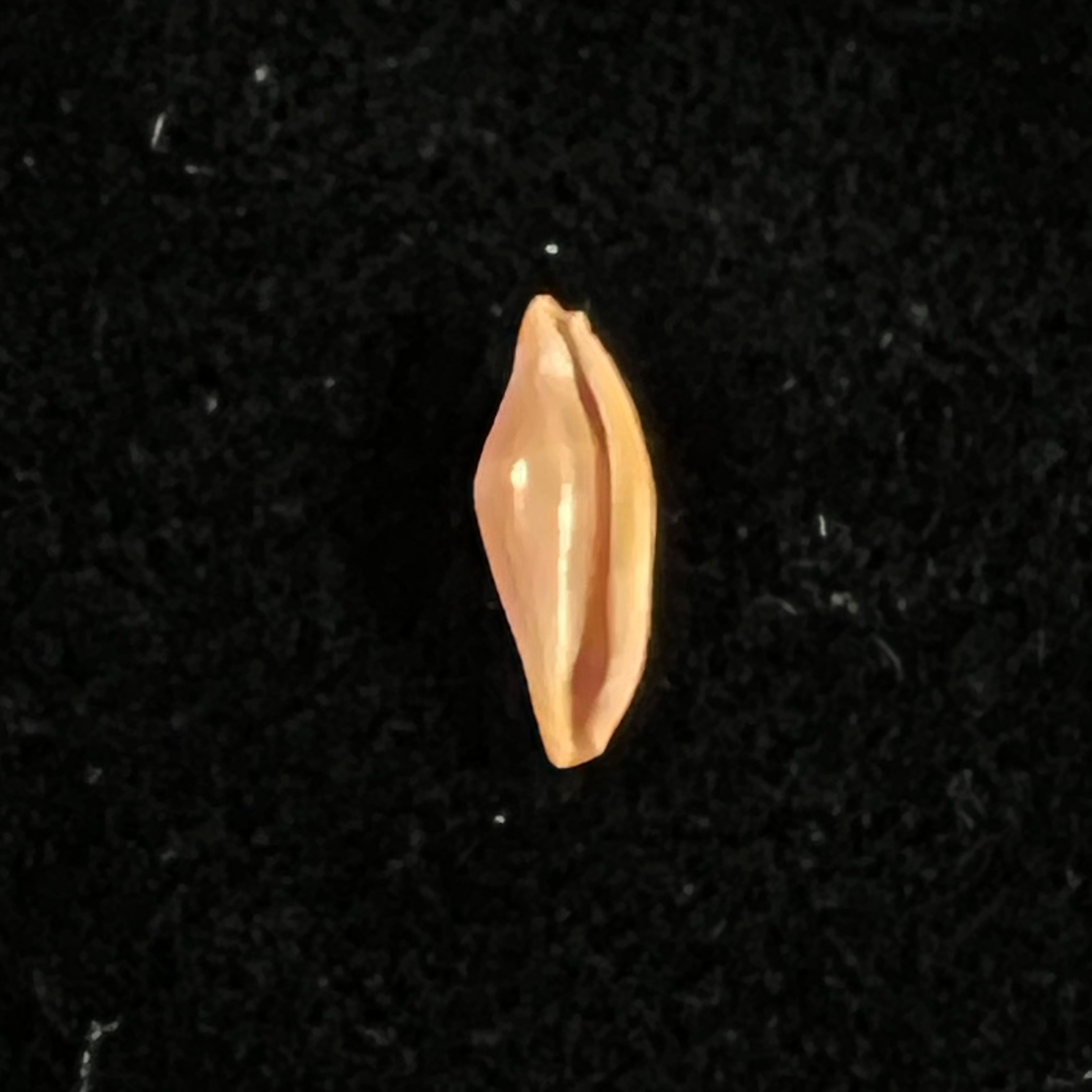 Crenavolva traillii (A. Adams, 1856) - 10,6mm