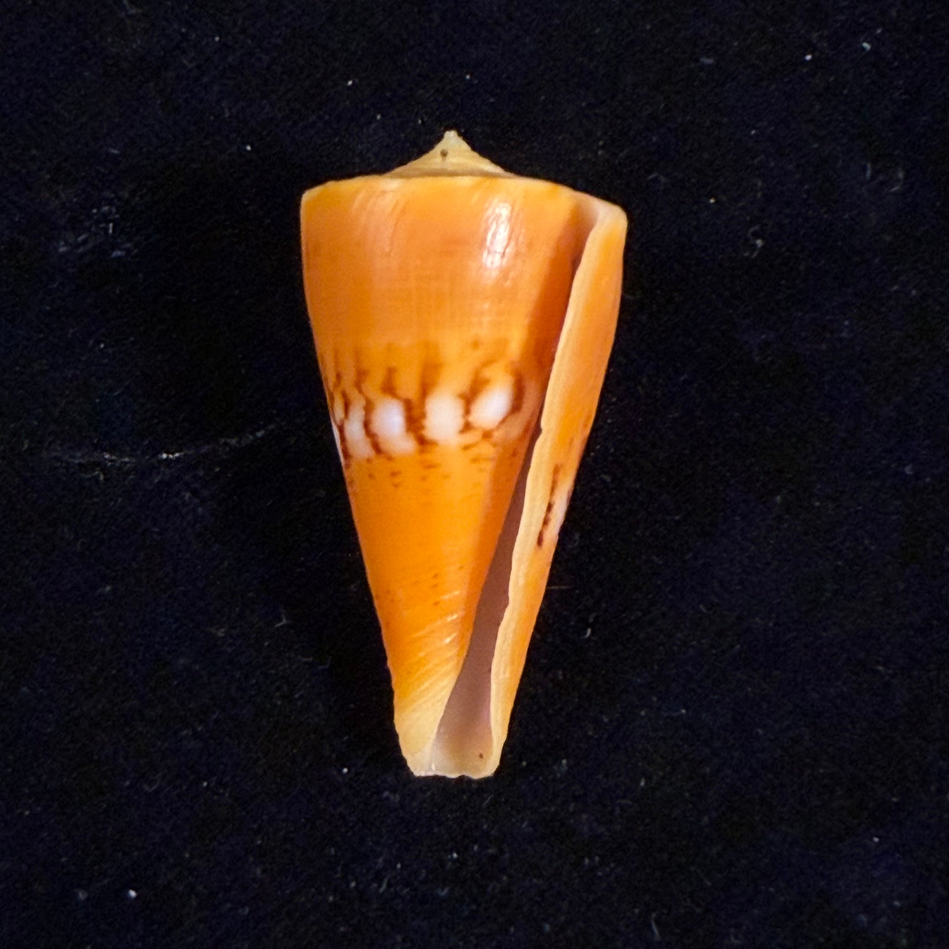 Conus worki Petuch, 1998 - 41,6mm