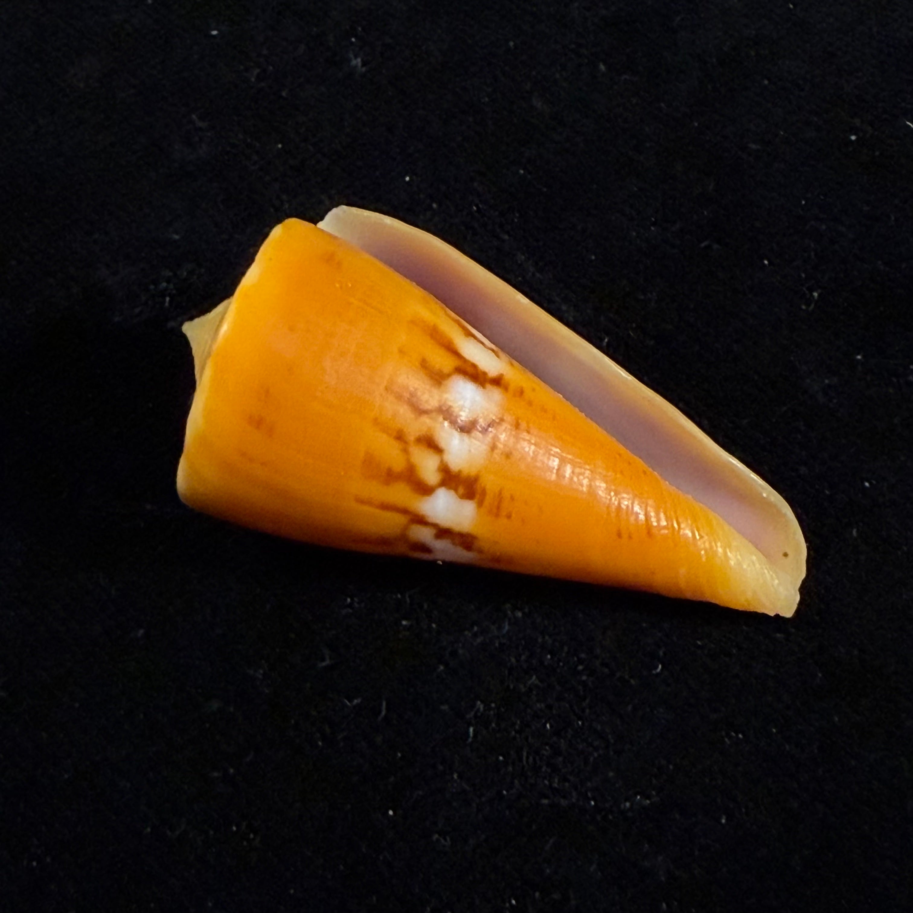 Conus worki Petuch, 1998 - 41,6mm