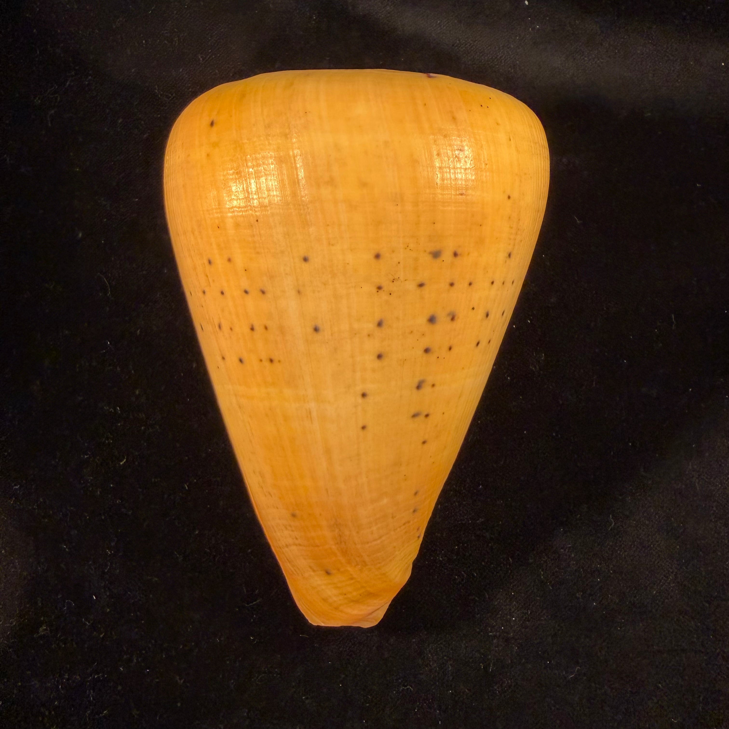 Conus betulinus Linnaeus, 1758 - 127,4mm