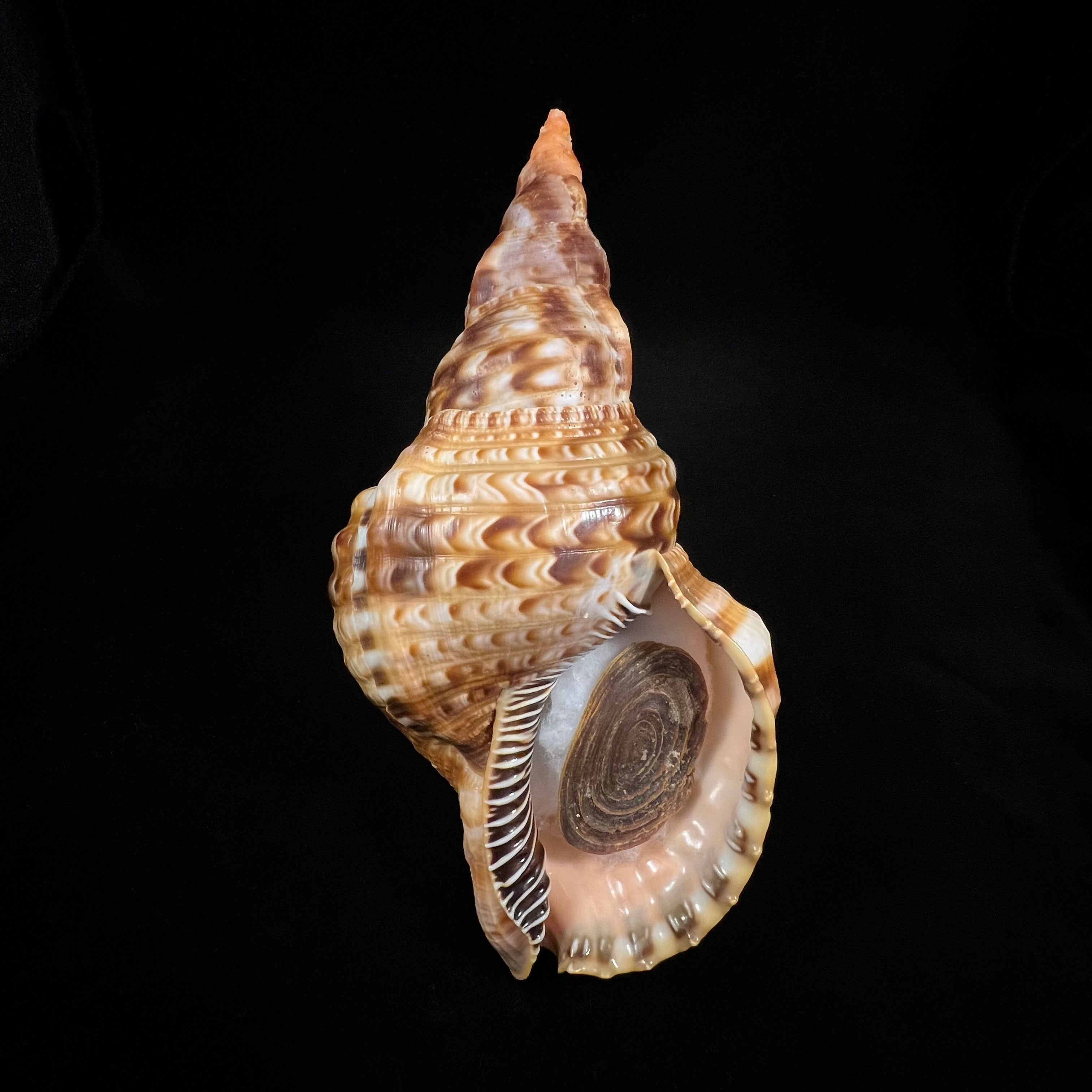 Charonia variegata (Lamarck, 1816) - 202,2mm