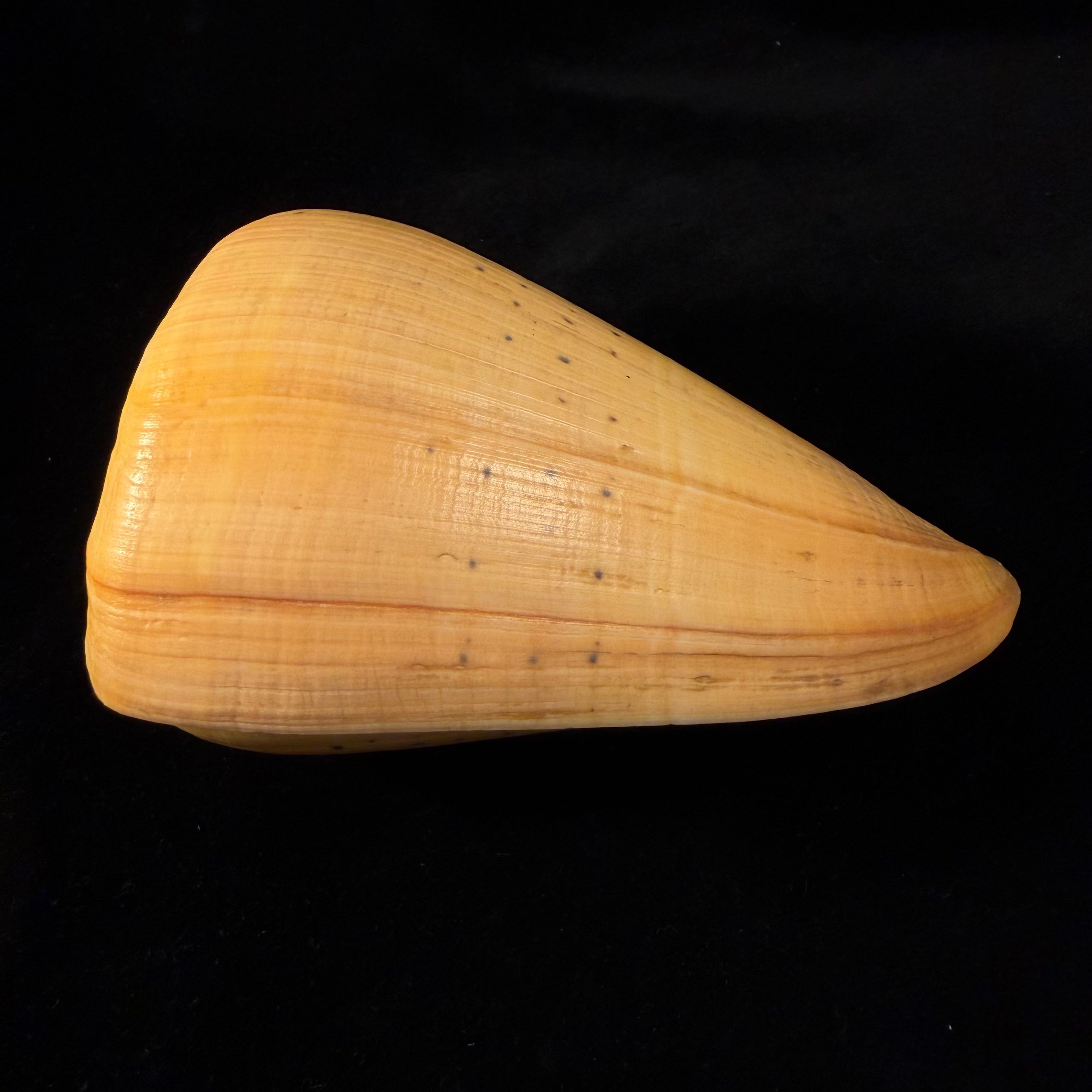 Conus betulinus Linnaeus, 1758 - 127,4mm