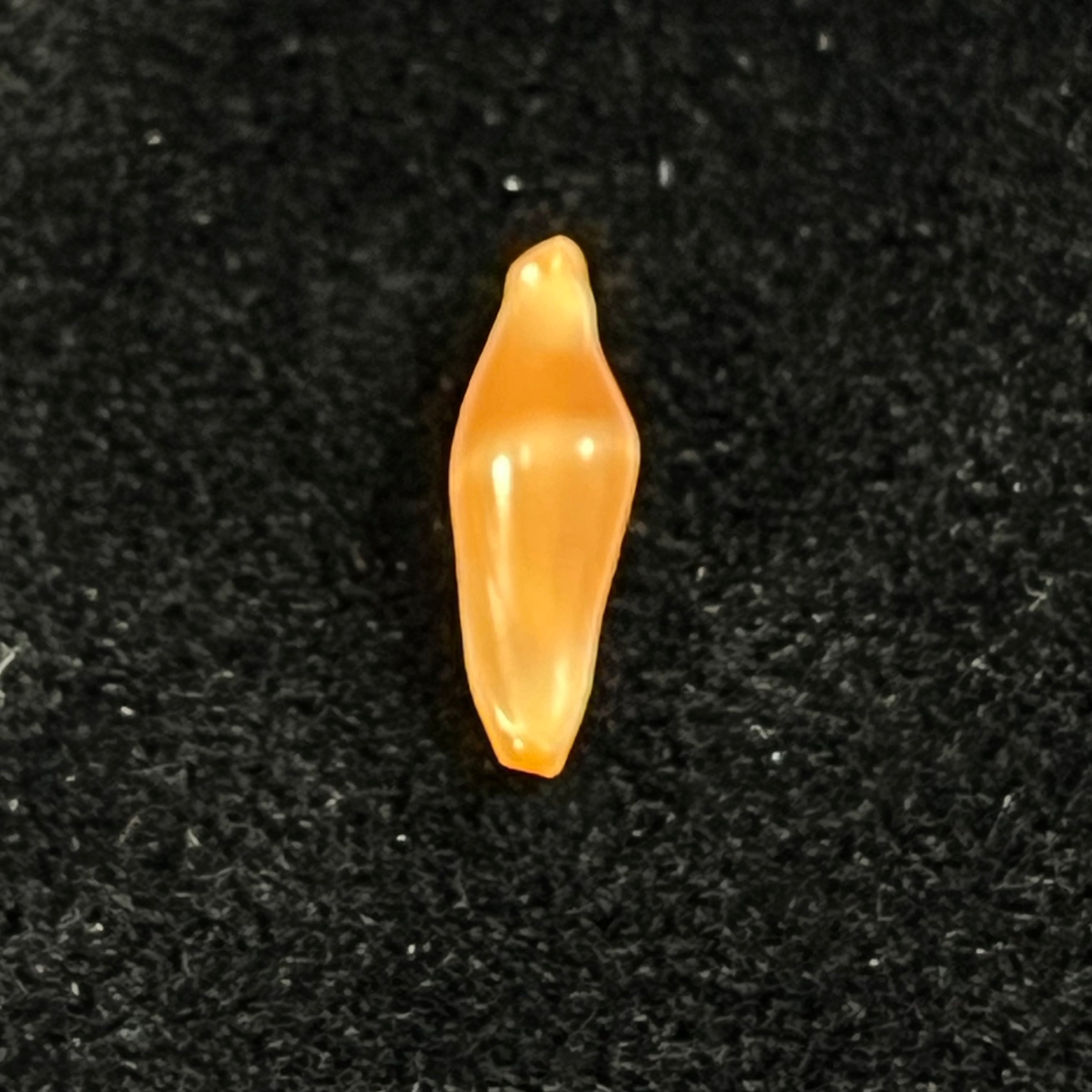 Crenavolva traillii (A. Adams, 1856) - 10,9mm