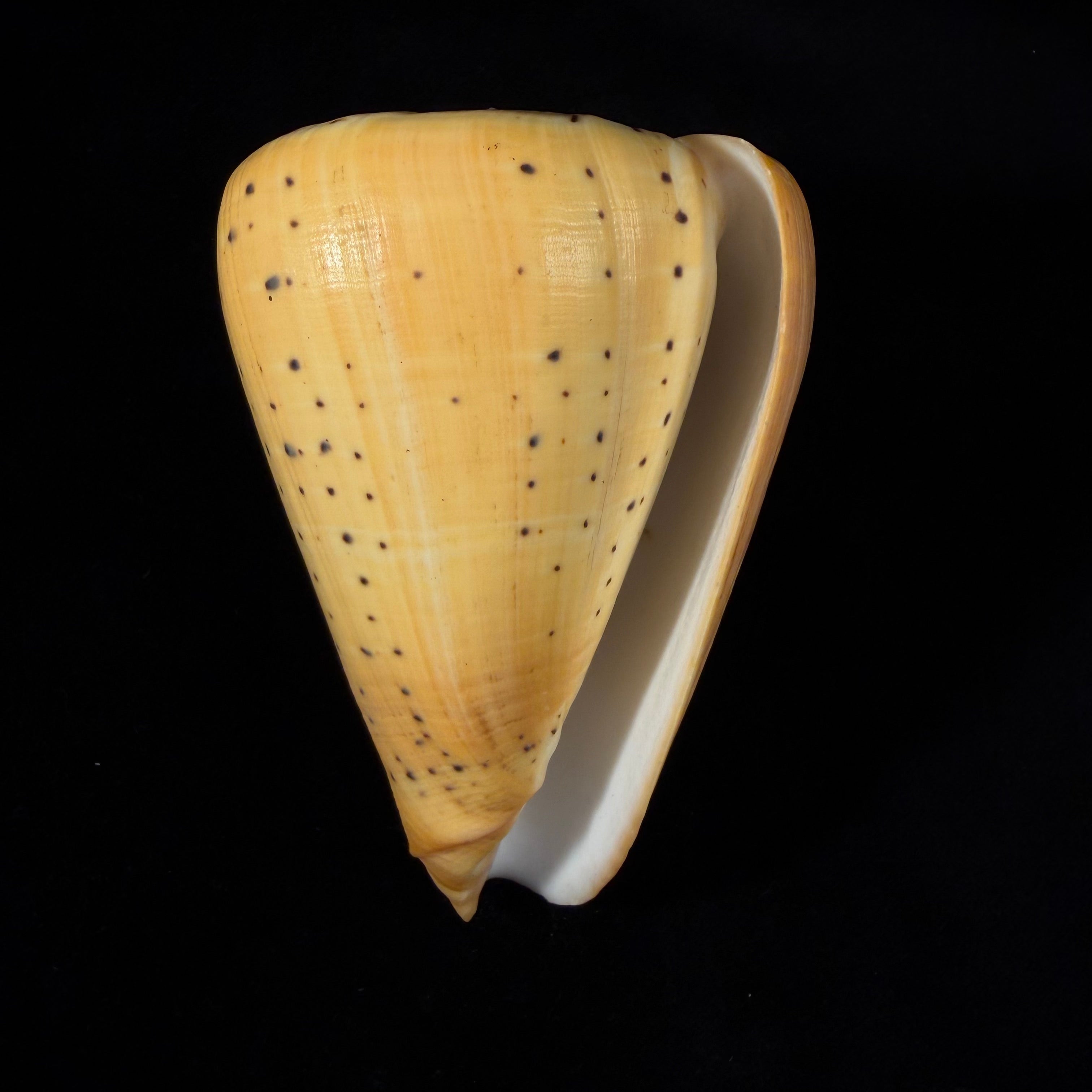 Conus betulinus Linnaeus, 1758 - 127,4mm