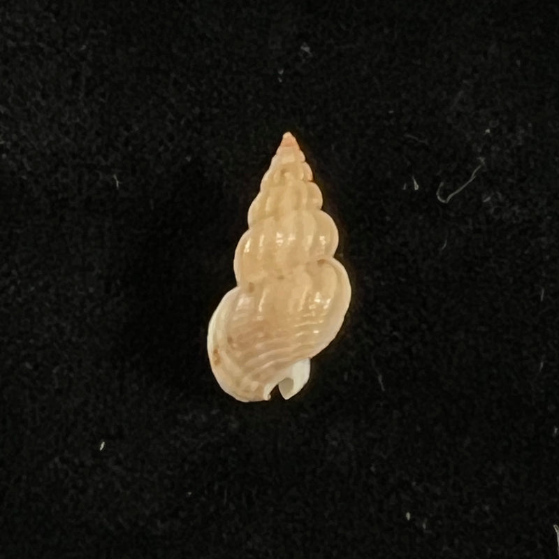 Tritia miga (Bruguière, 1789) - 18,4mm
