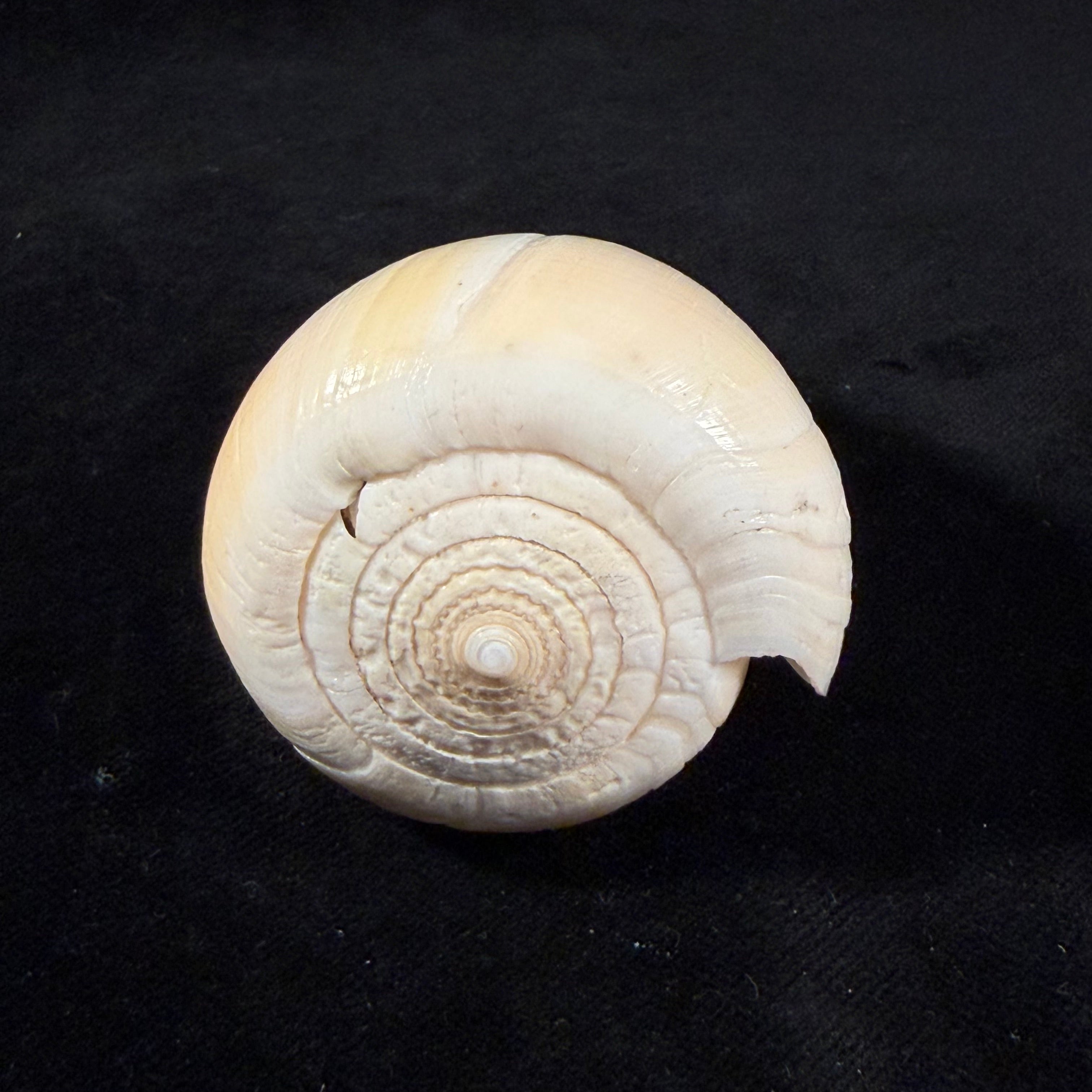 Conus patricius Hinds, 1843 - 79,4mm