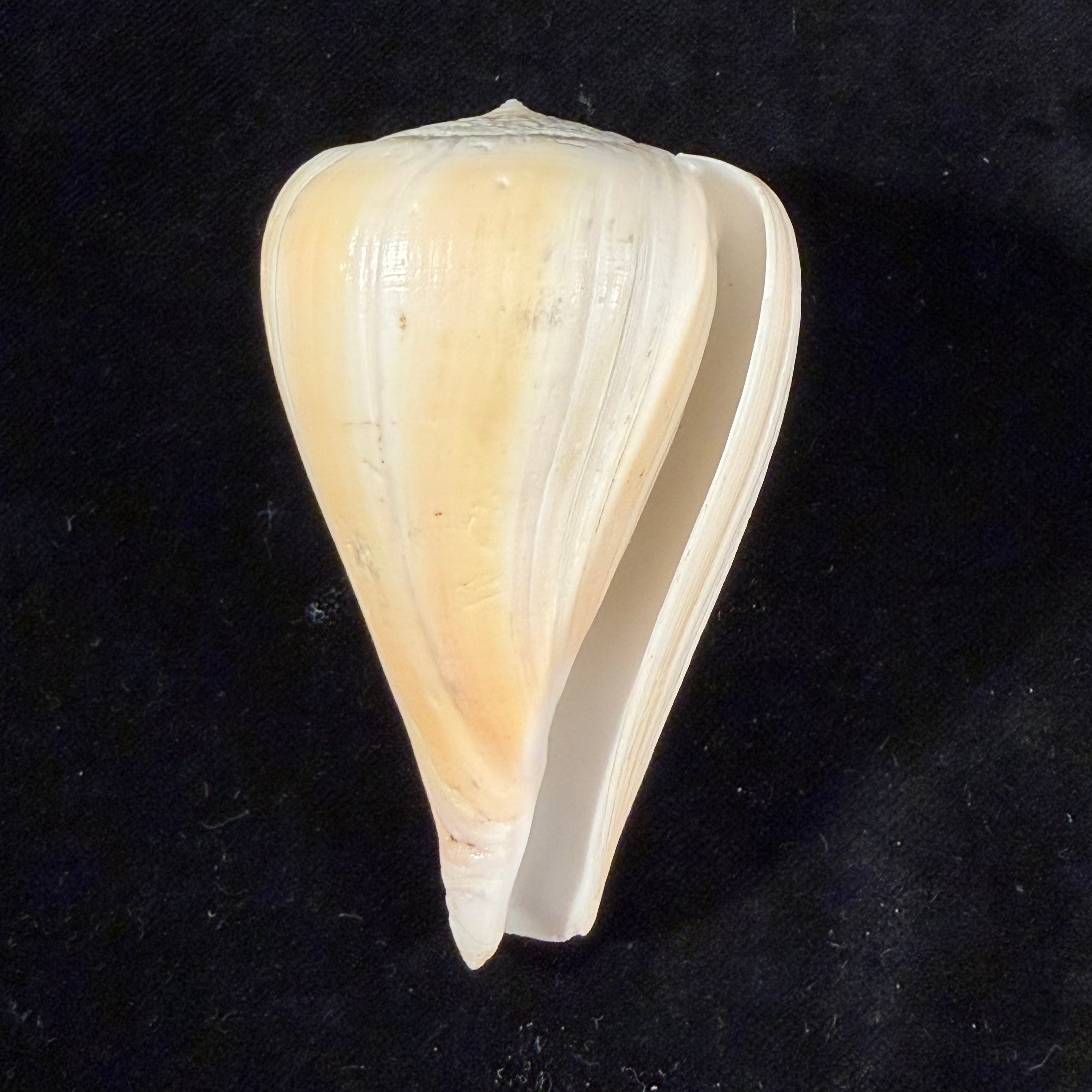 Conus patricius Hinds, 1843 - 79,4mm