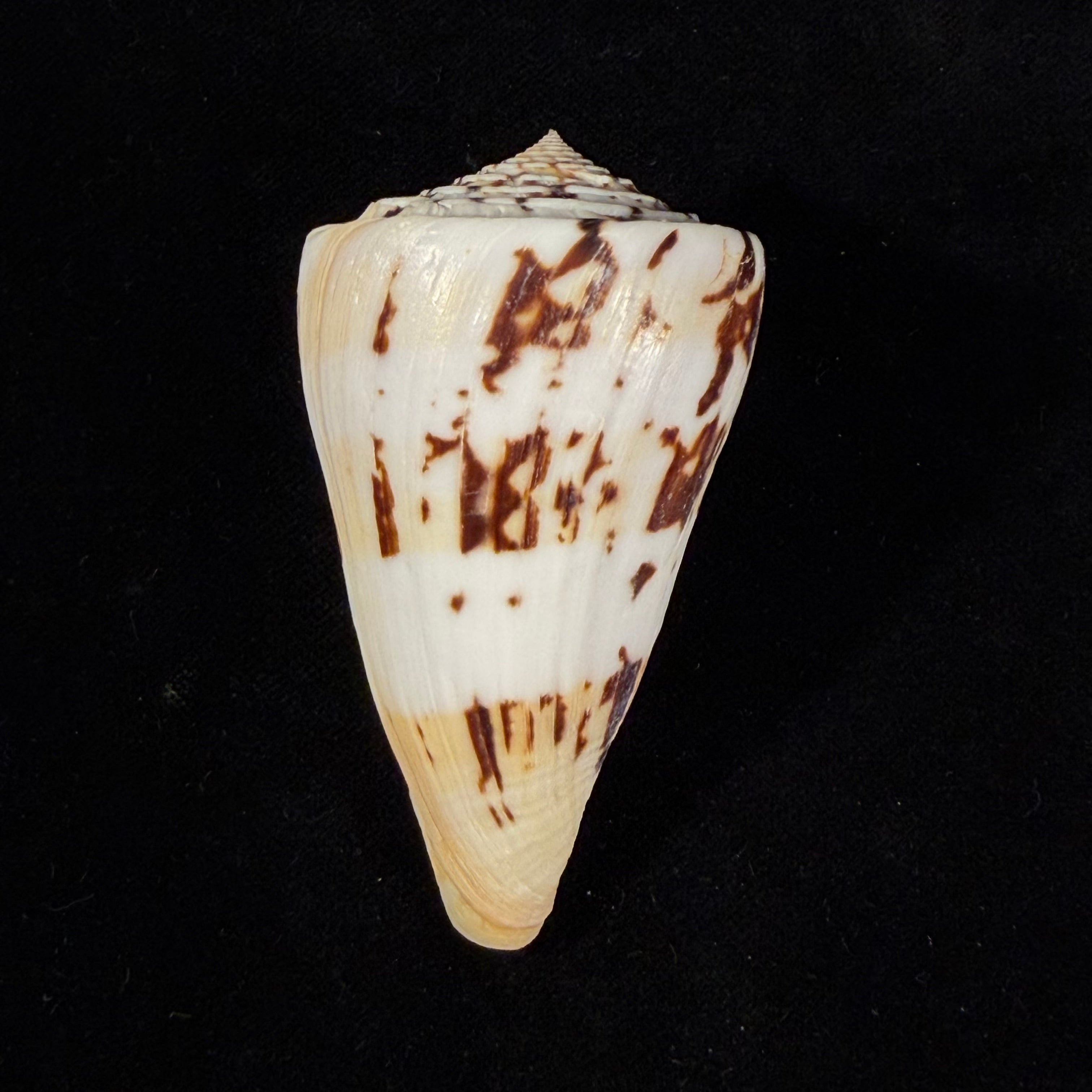 Conasprella centurio (Born, 1778) - 73,8mm