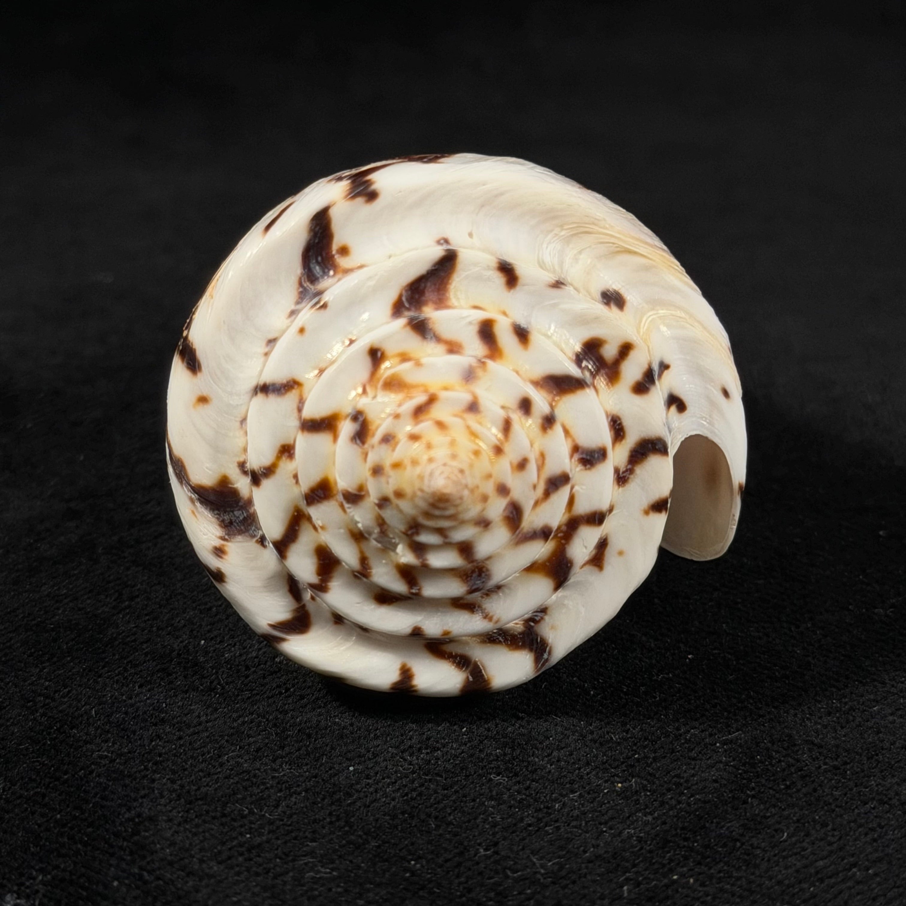 Conasprella centurio (Born, 1778) - 73,8mm