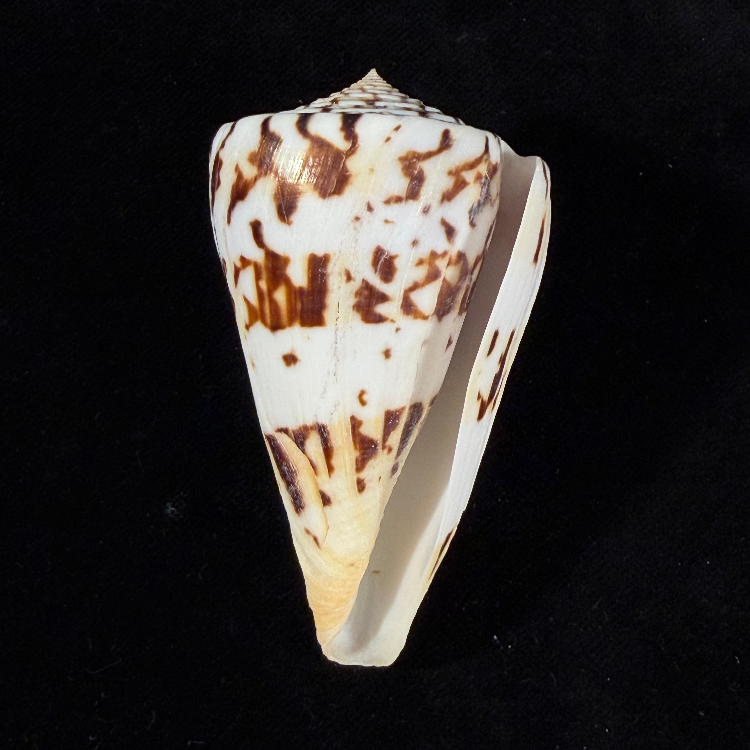 Conasprella centurio (Born, 1778) - 73,8mm