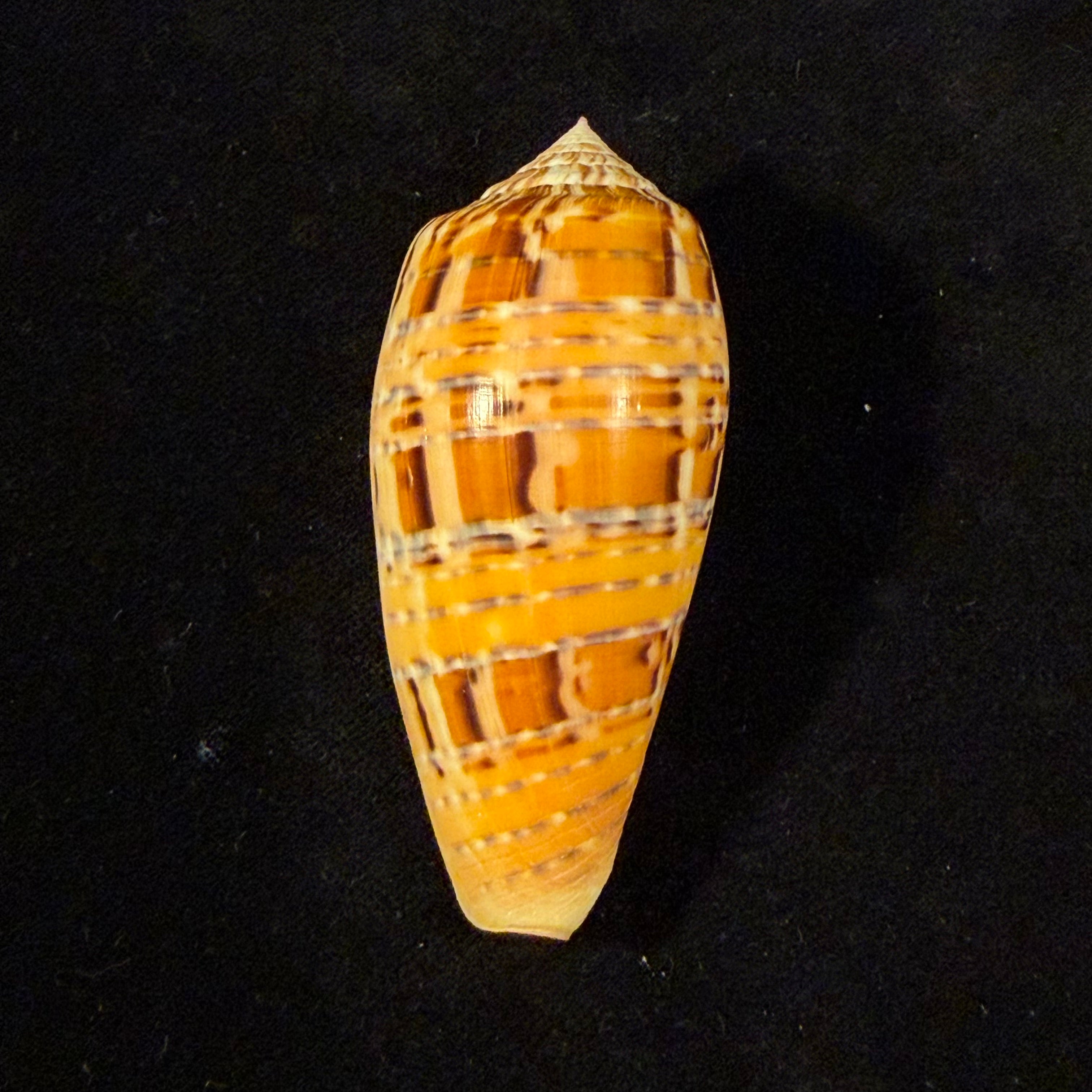 Conus dusaveli (H. Adams, 1872) - 74,1mm