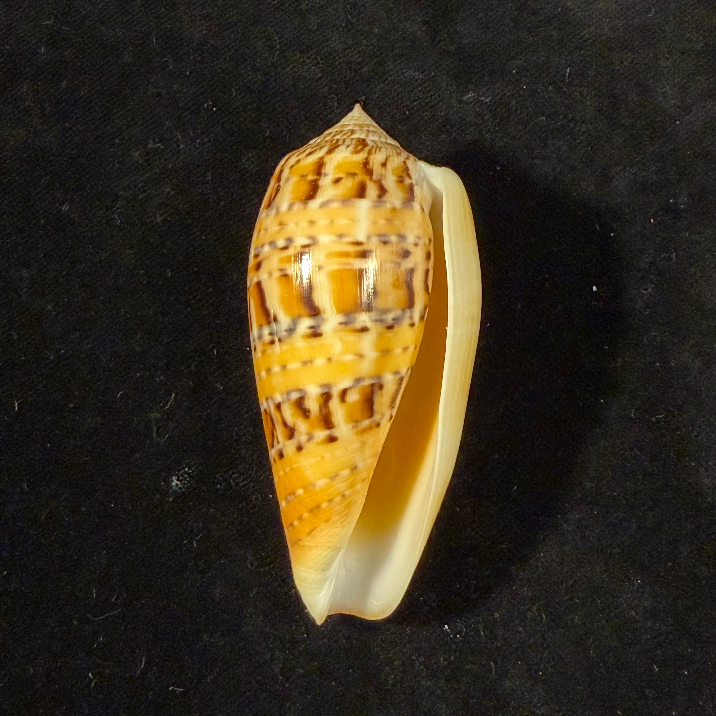 Conus dusaveli (H. Adams, 1872) - 74,1mm