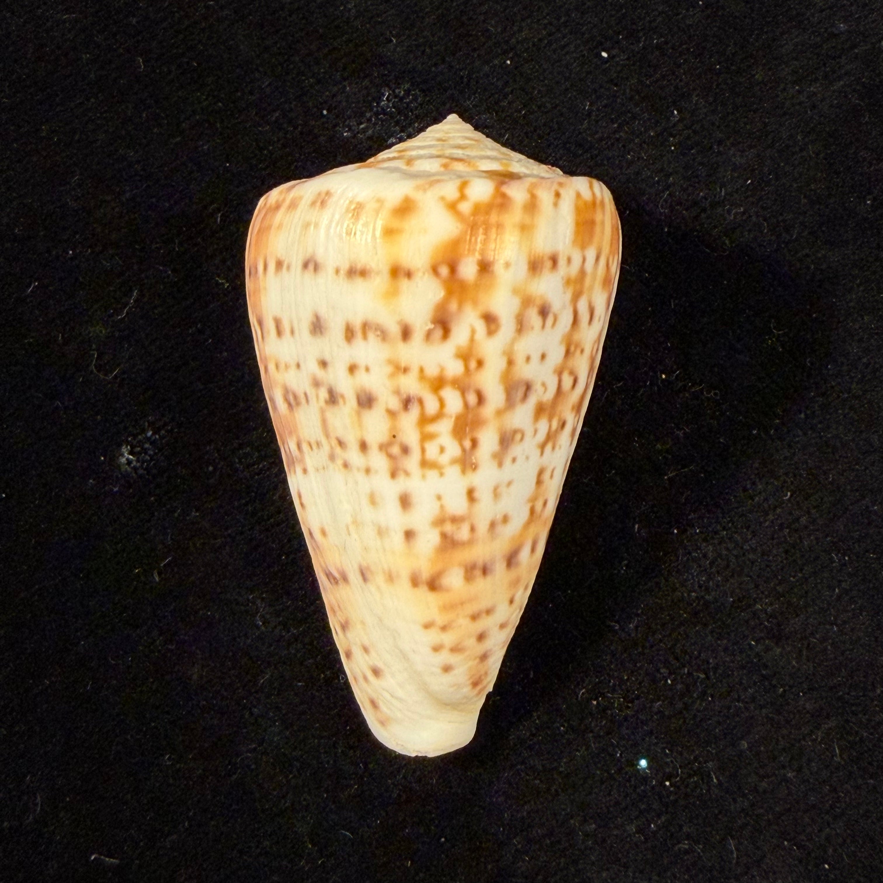 Conus lemniscatus Reeve, 1849 - 45,8mm