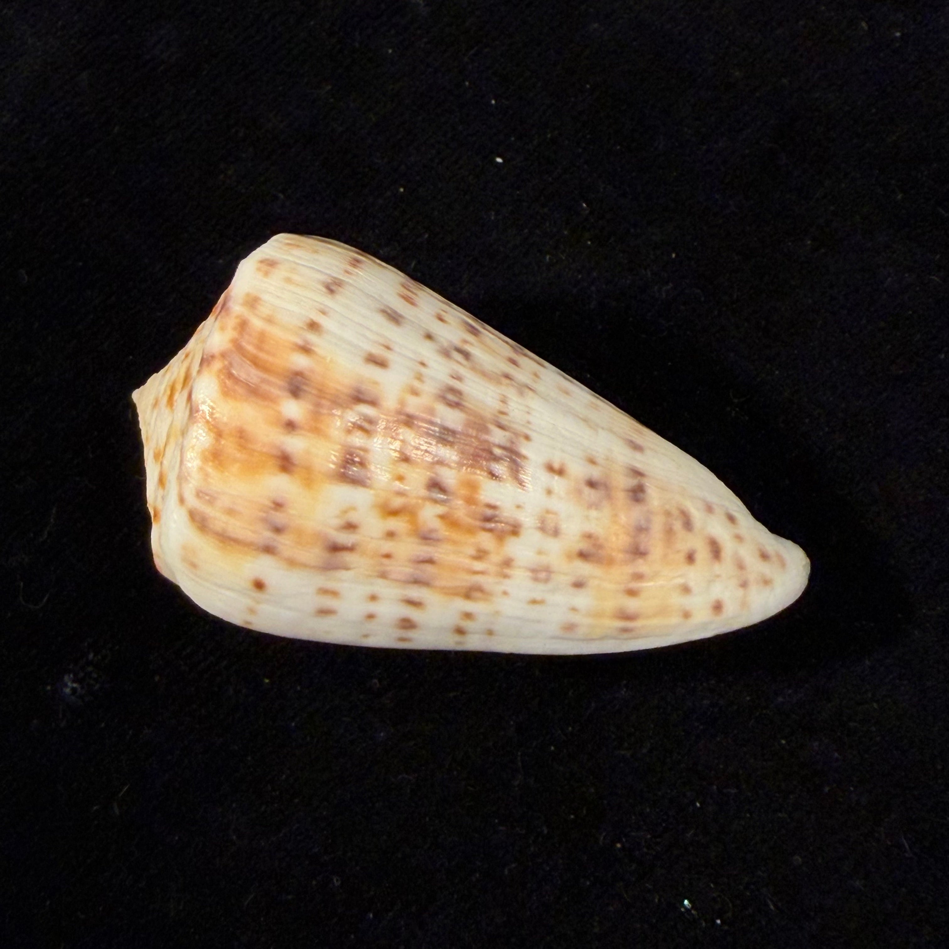 Conus lemniscatus Reeve, 1849 - 45,8mm