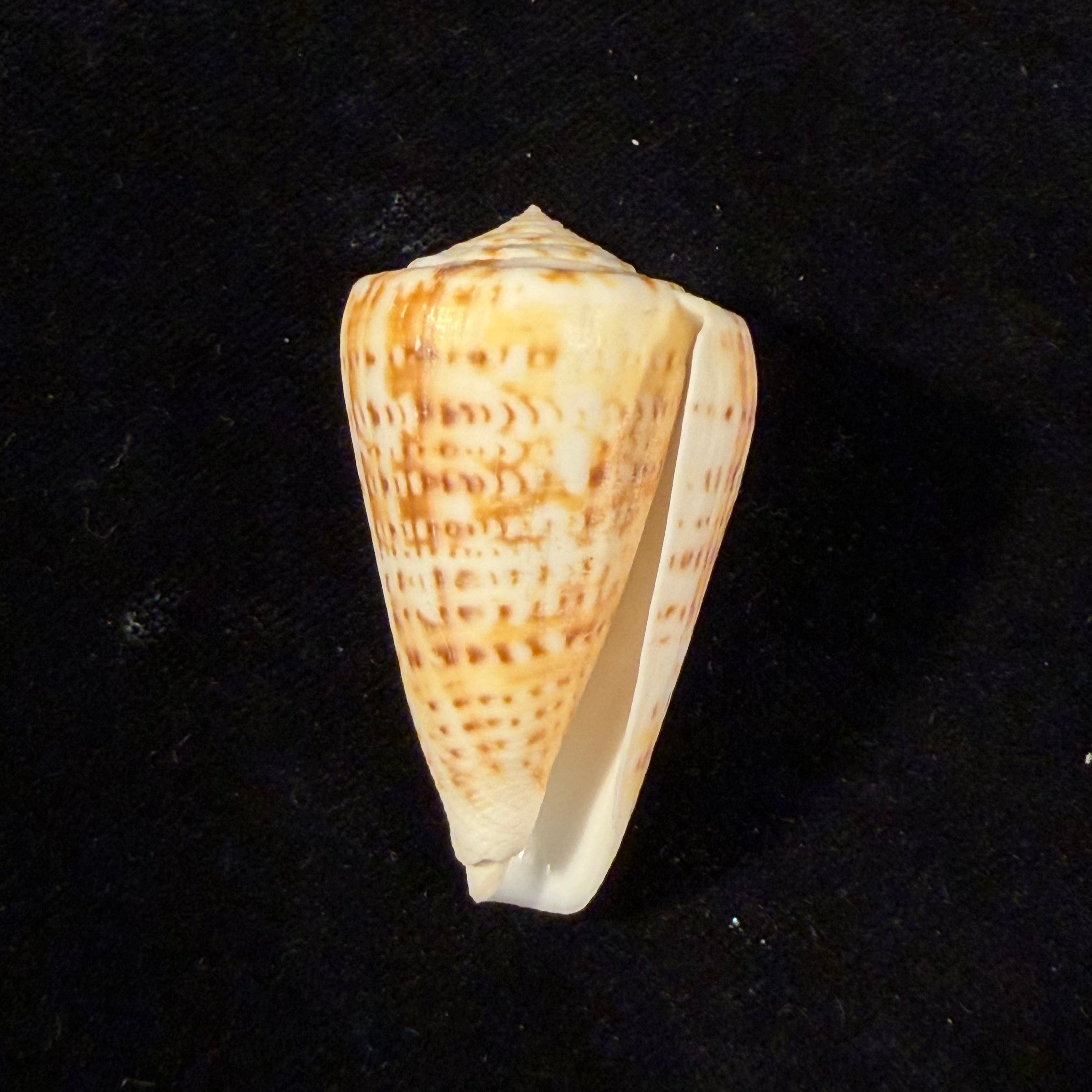 Conus lemniscatus Reeve, 1849 - 45,8mm