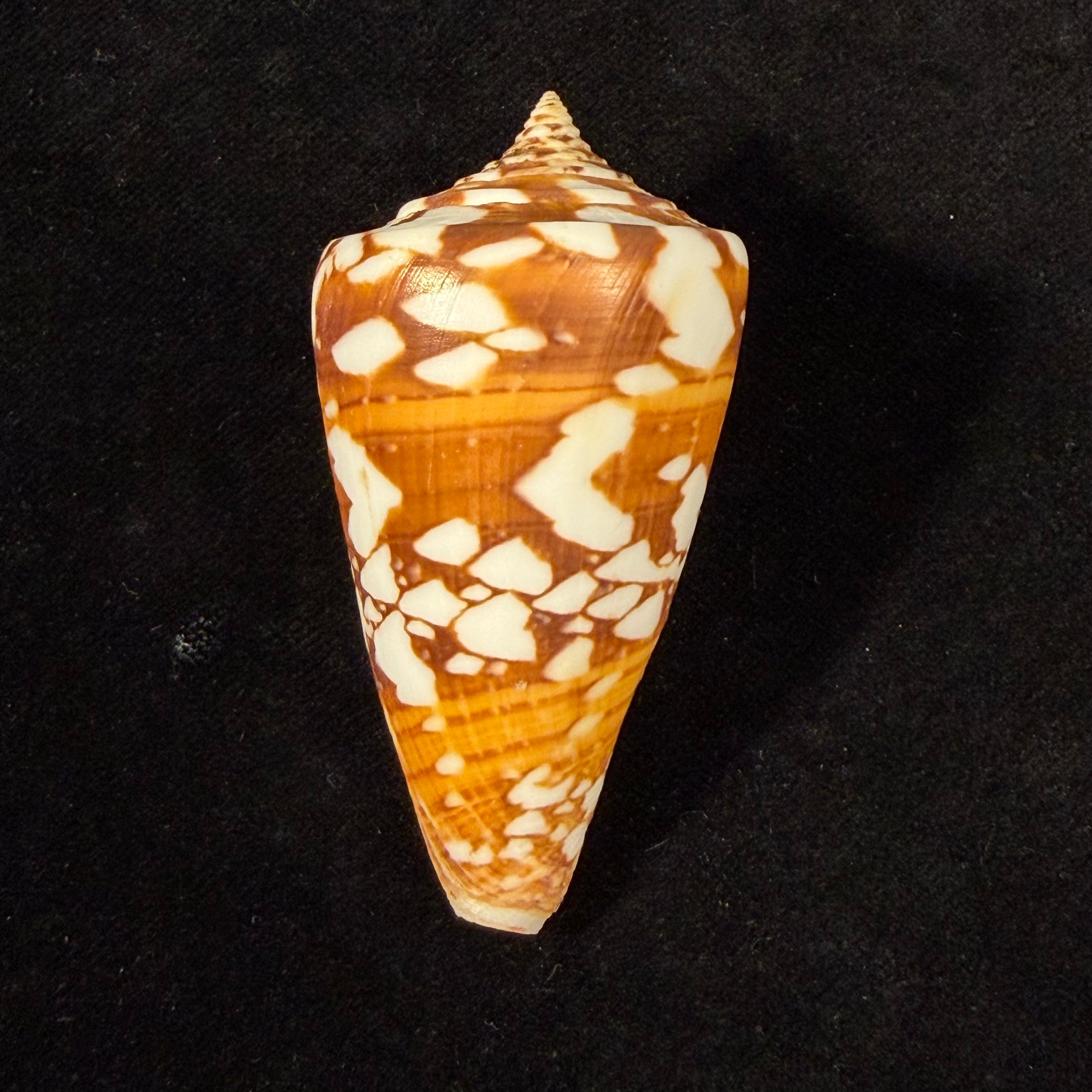 Conus amadis var. castaneofasciata Dautzenberg, 1937 - 44,8mm