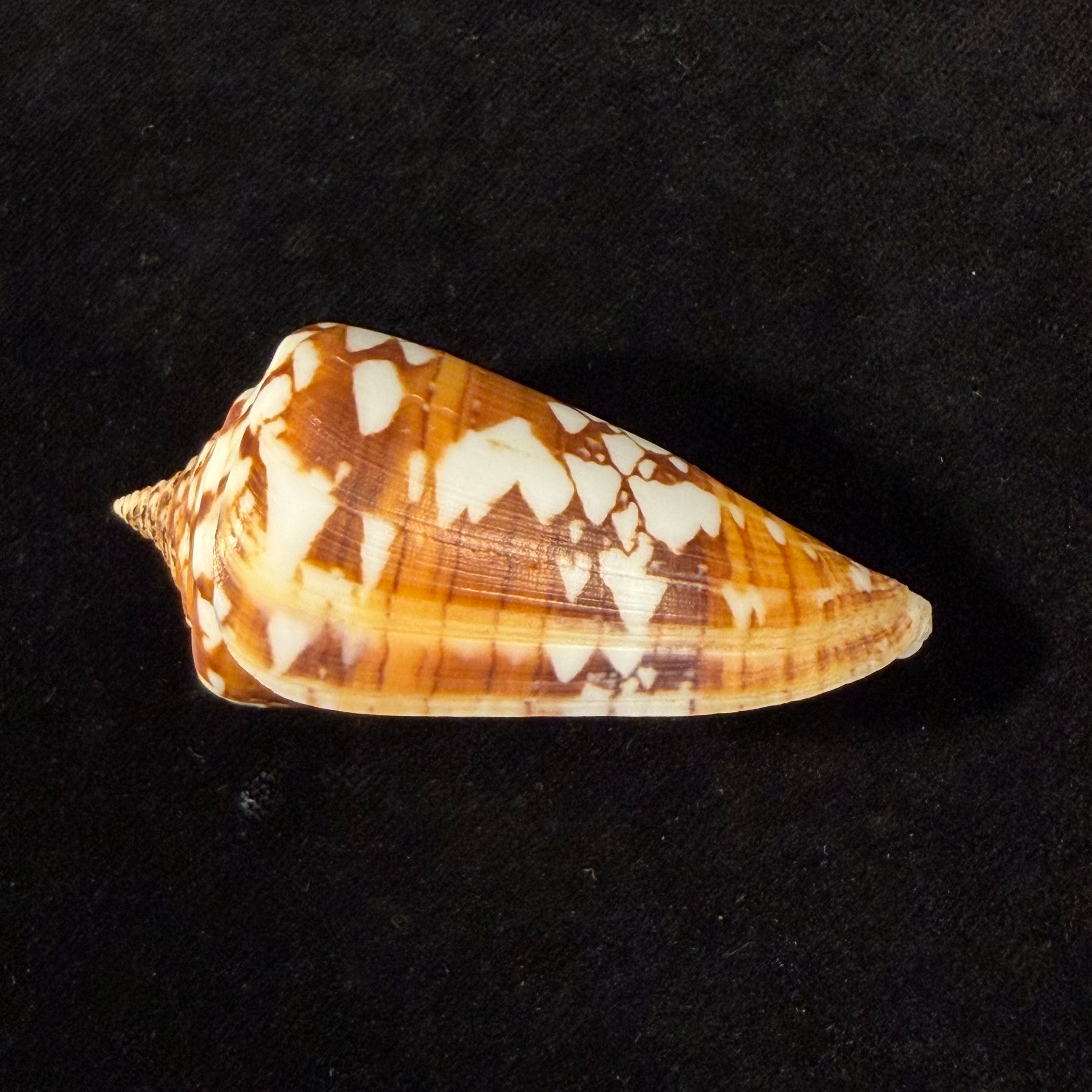 Conus amadis var. castaneofasciata Dautzenberg, 1937 - 44,8mm
