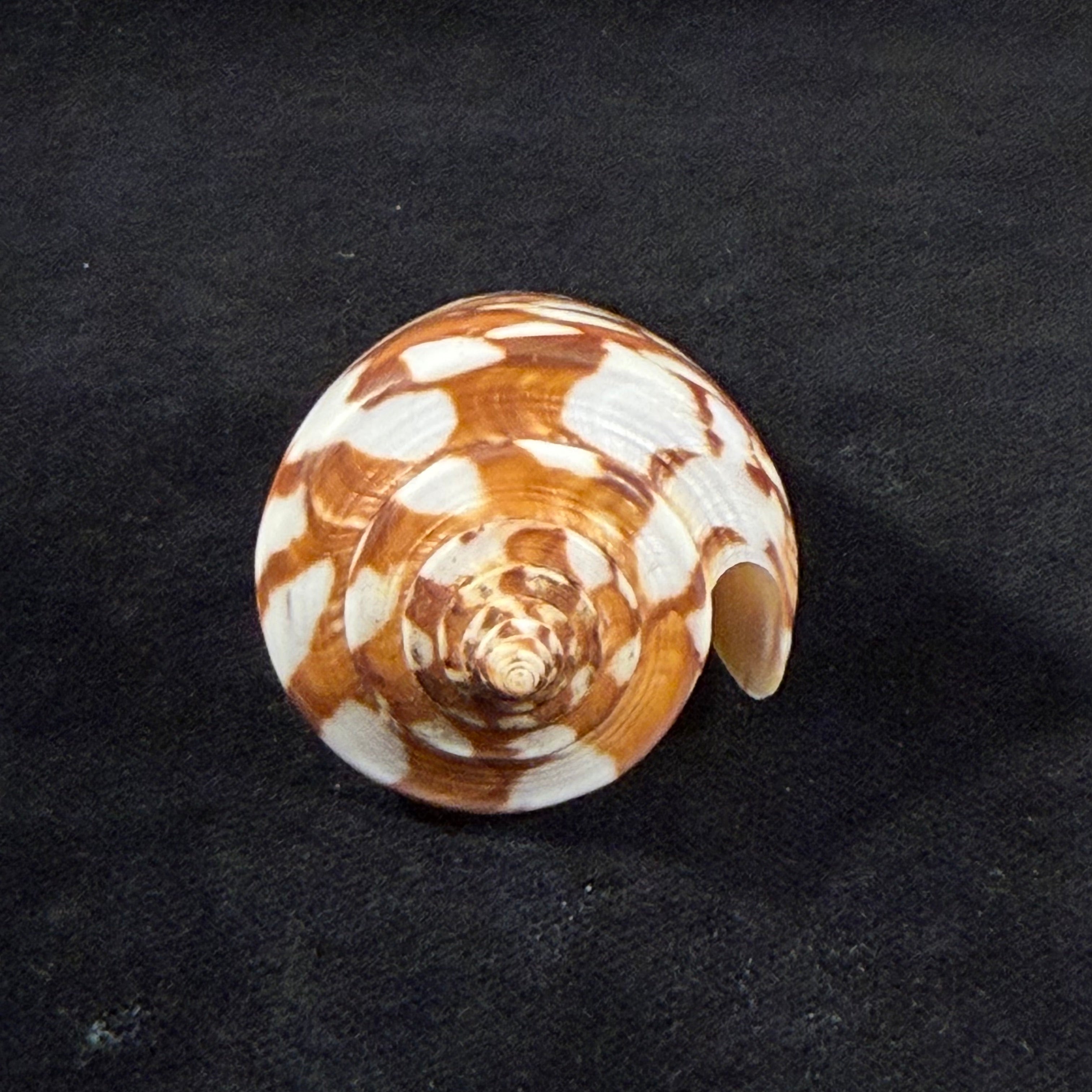 Conus amadis var. castaneofasciata Dautzenberg, 1937 - 44,8mm